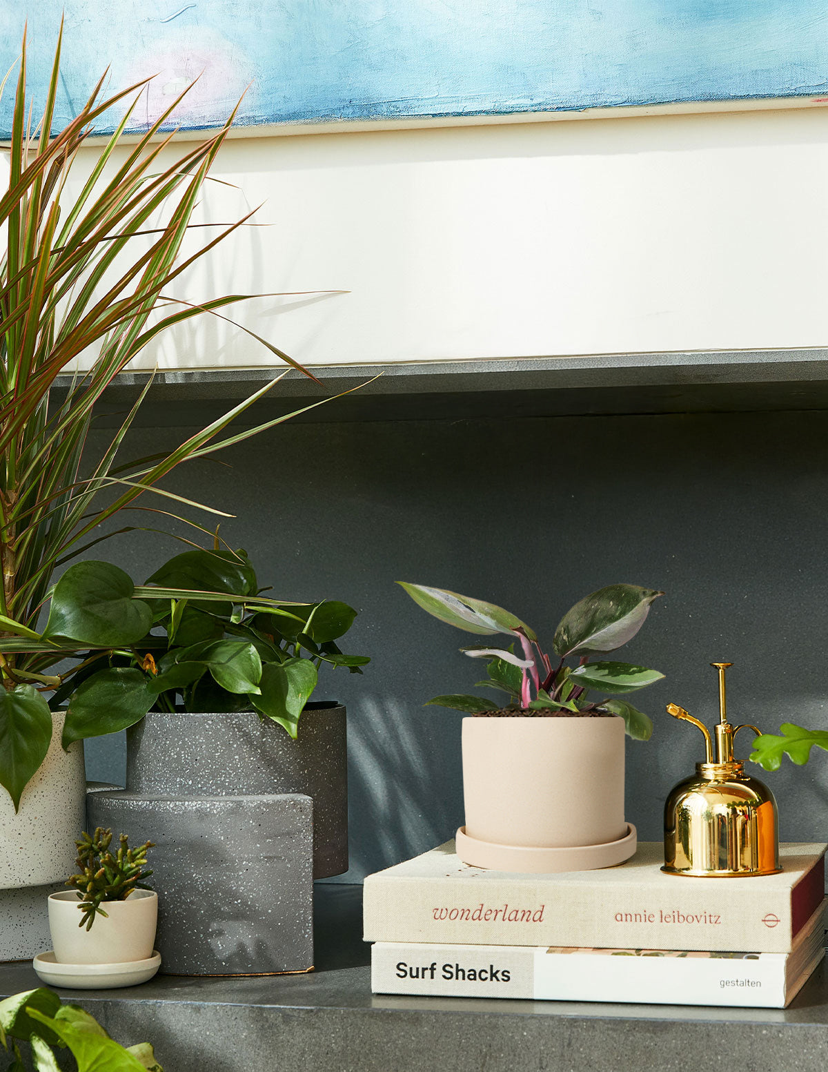Philodendron 'Red Anderson'