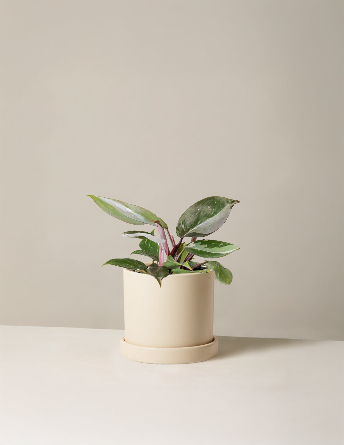Philodendron 'Red Anderson'