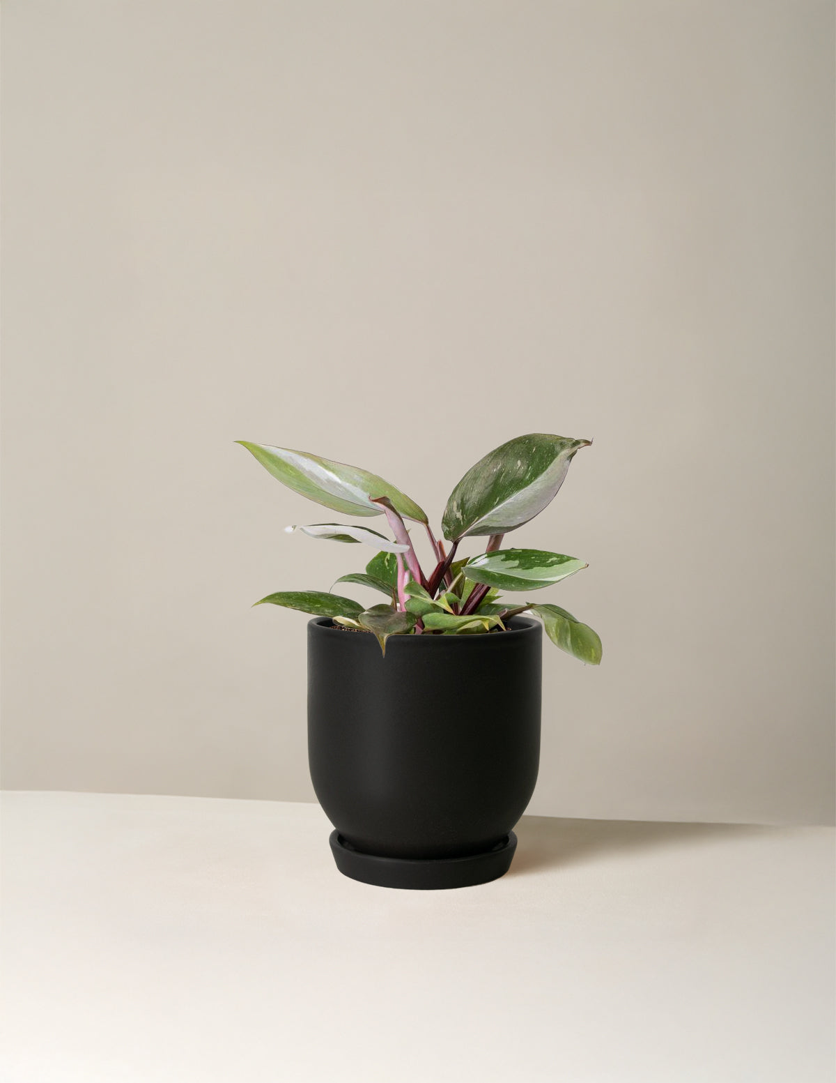 Philodendron 'Red Anderson'