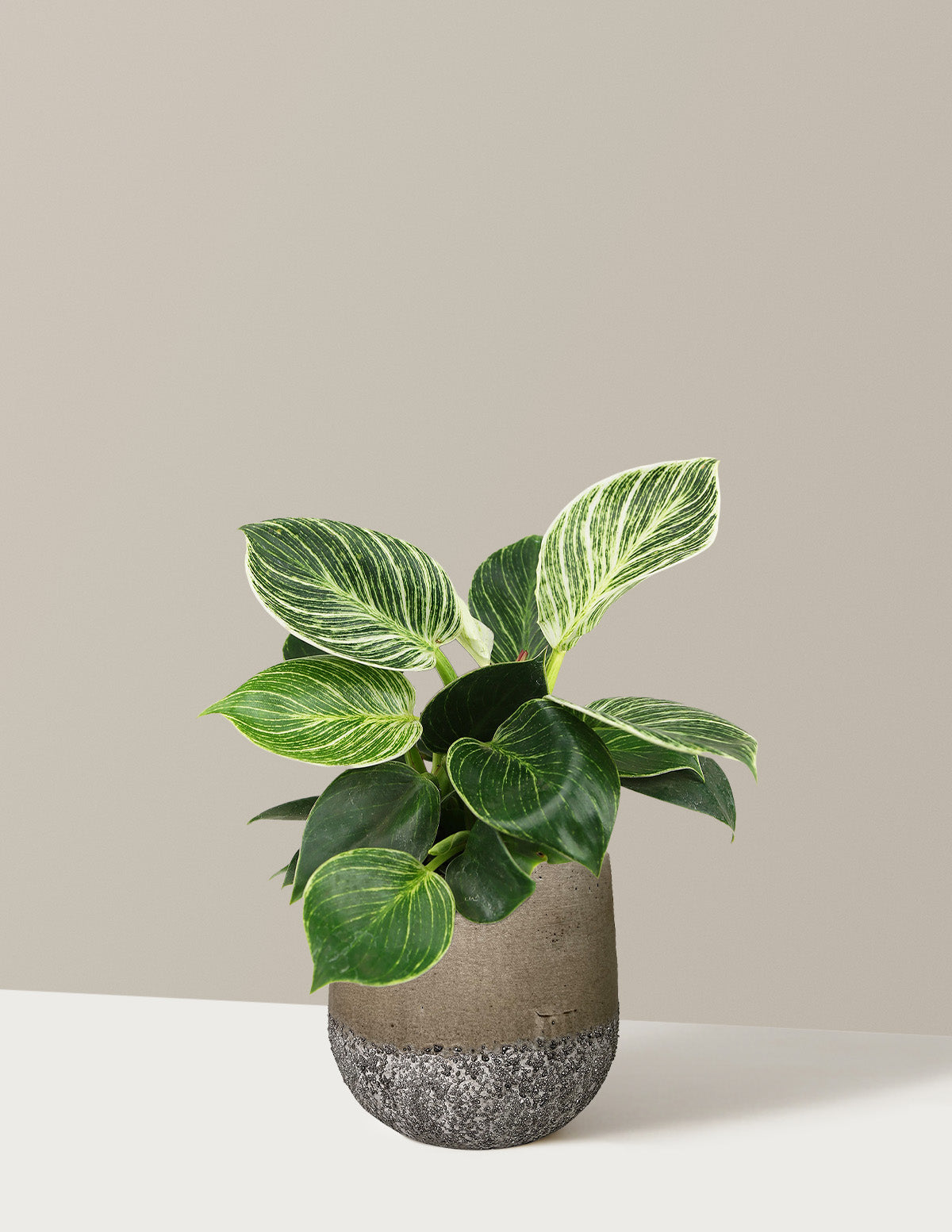 Philodendron Birkin