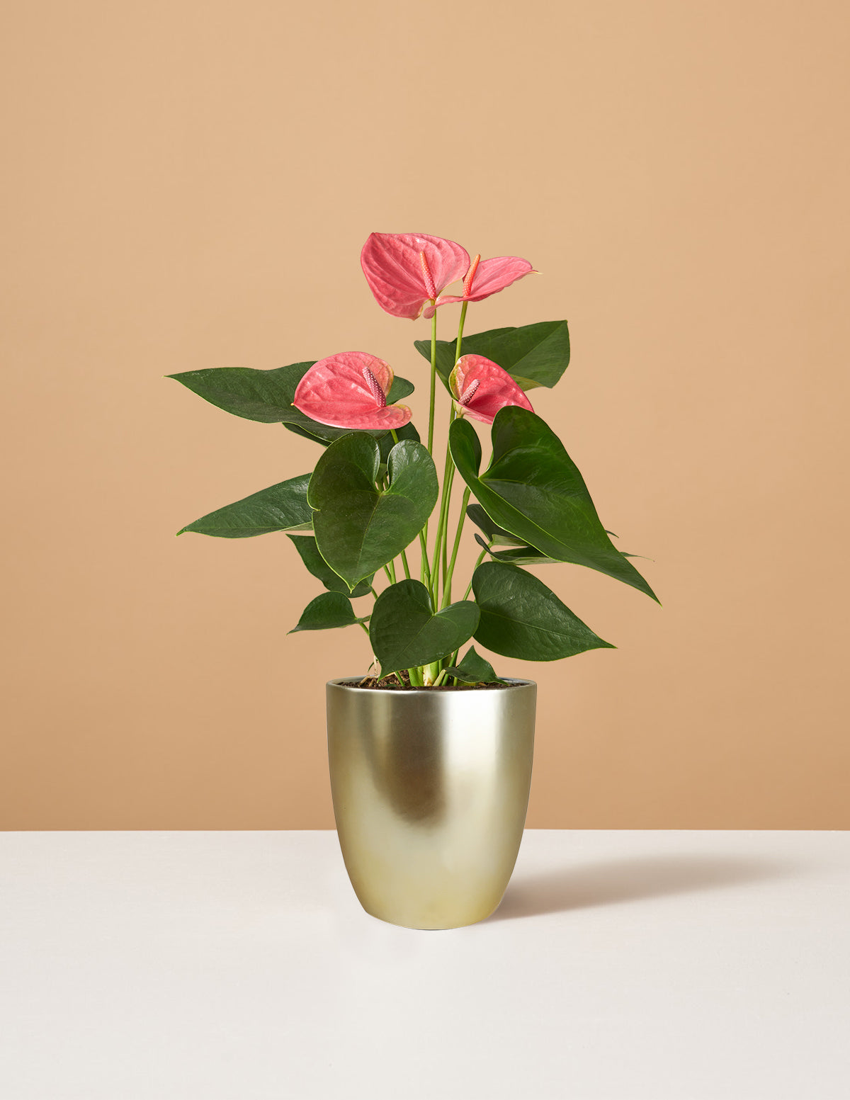 Pembe Anthurium