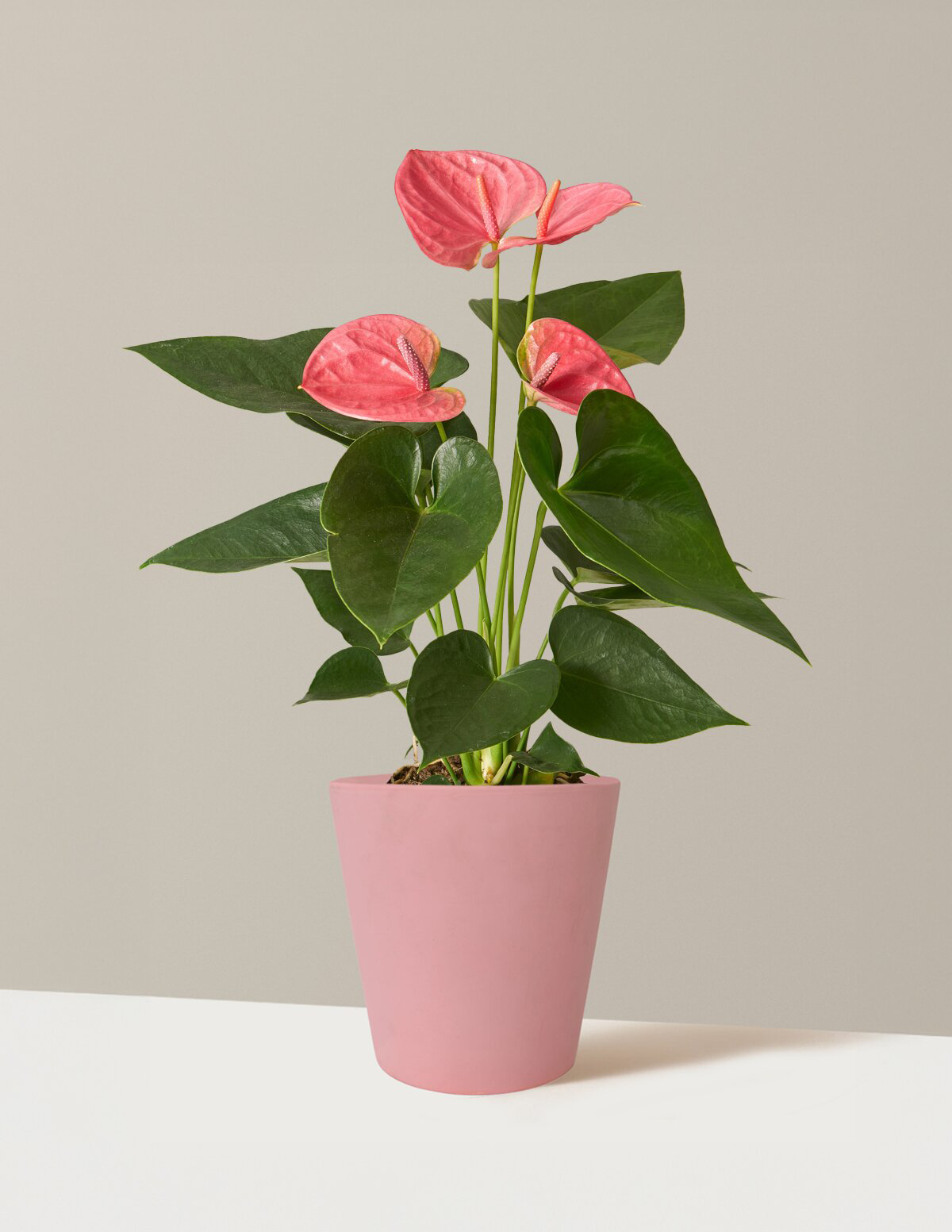 Pembe Anthurium