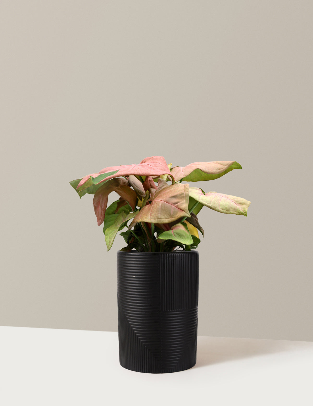 Pembe Ok Başlı Sarmaşık (Syngonium podophyllum)