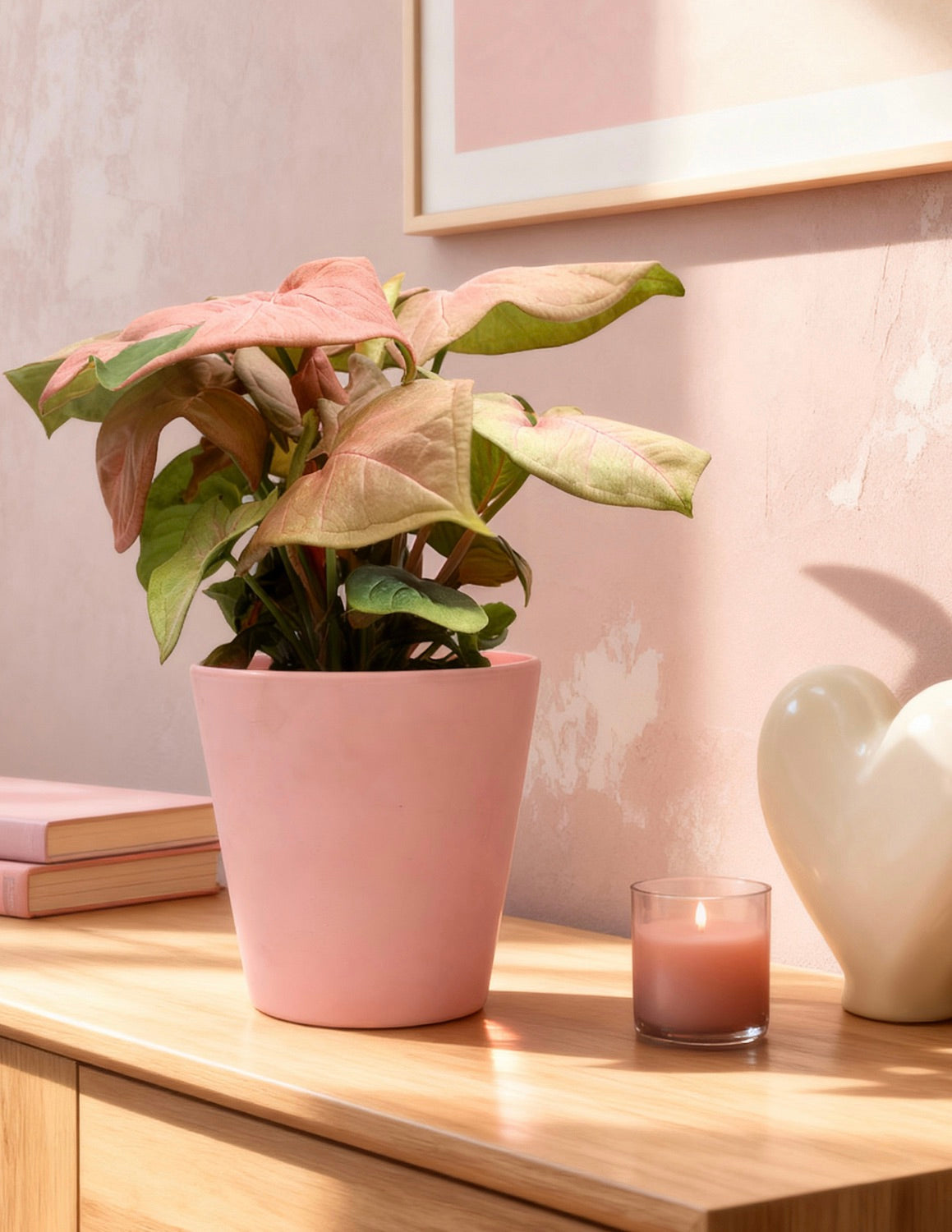 Pembe Ok Başlı Sarmaşık (Syngonium podophyllum)