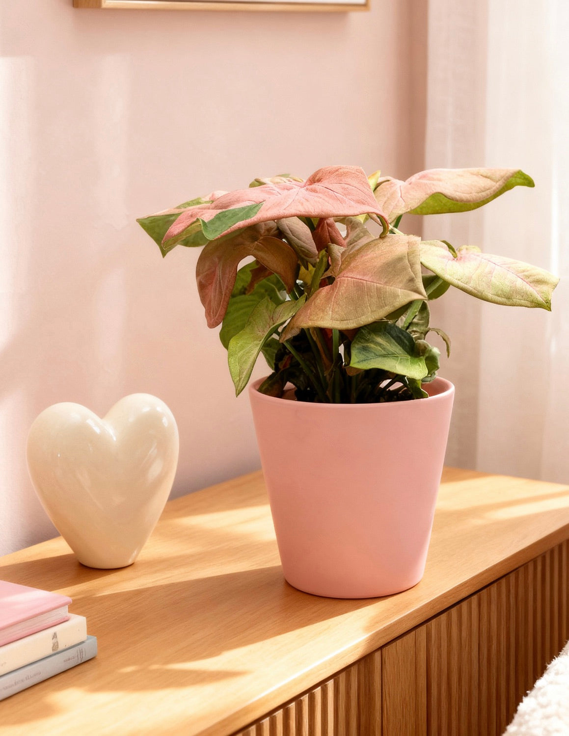 Pembe Ok Başlı Sarmaşık (Syngonium podophyllum)