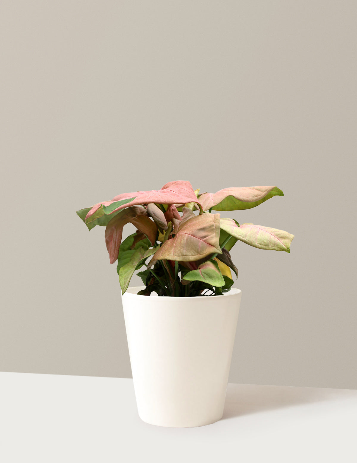 Pembe Ok Başlı Sarmaşık (Syngonium podophyllum)