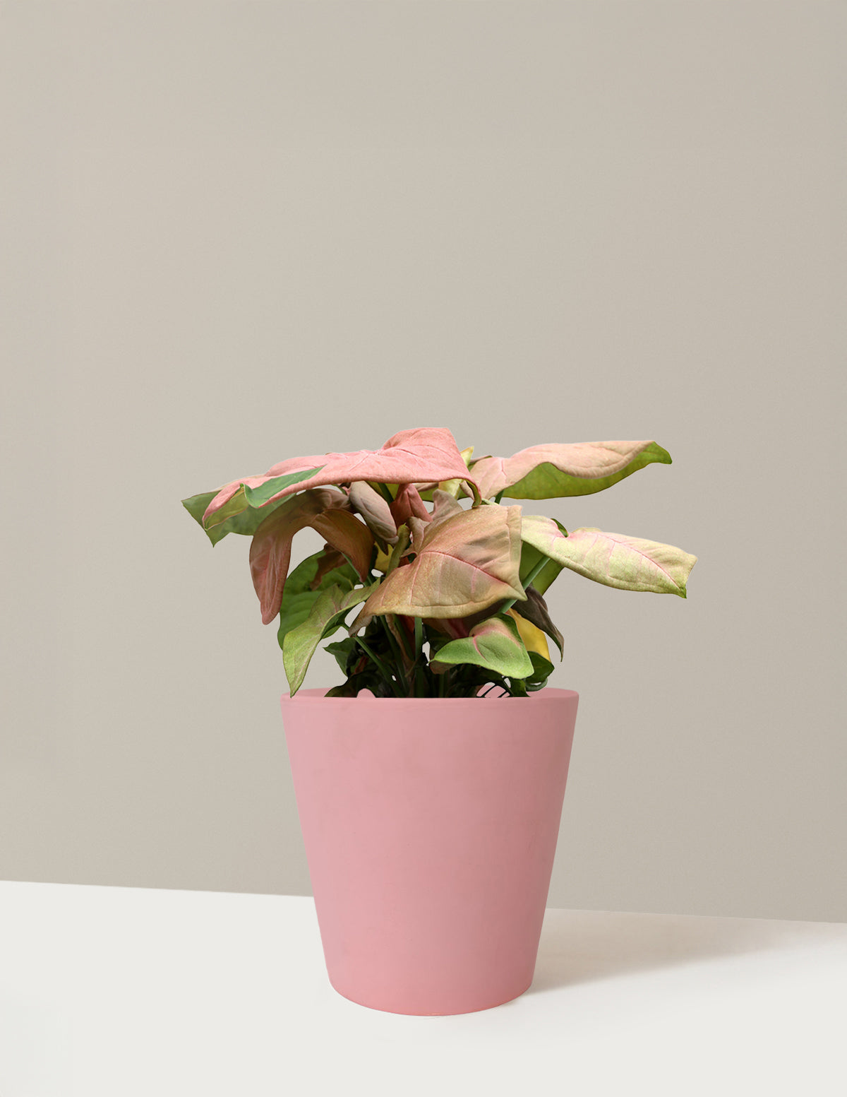 Pembe Ok Başlı Sarmaşık (Syngonium podophyllum)