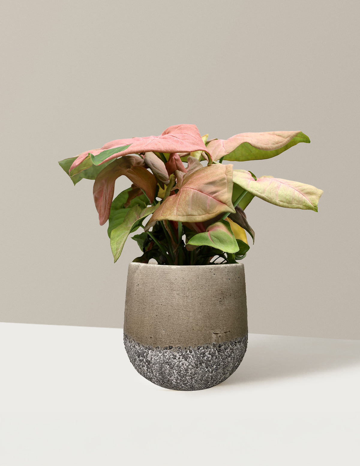 Pembe Ok Başlı Sarmaşık (Syngonium podophyllum)