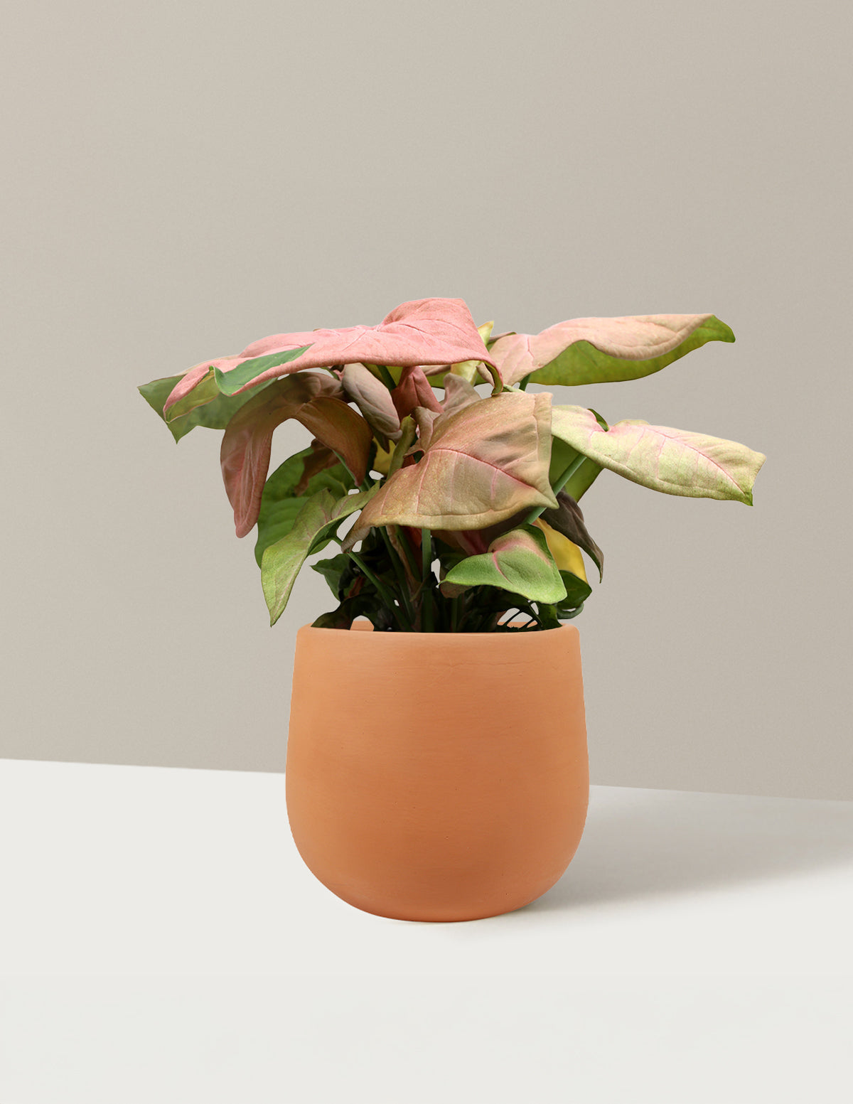 Pembe Ok Başlı Sarmaşık (Syngonium podophyllum)