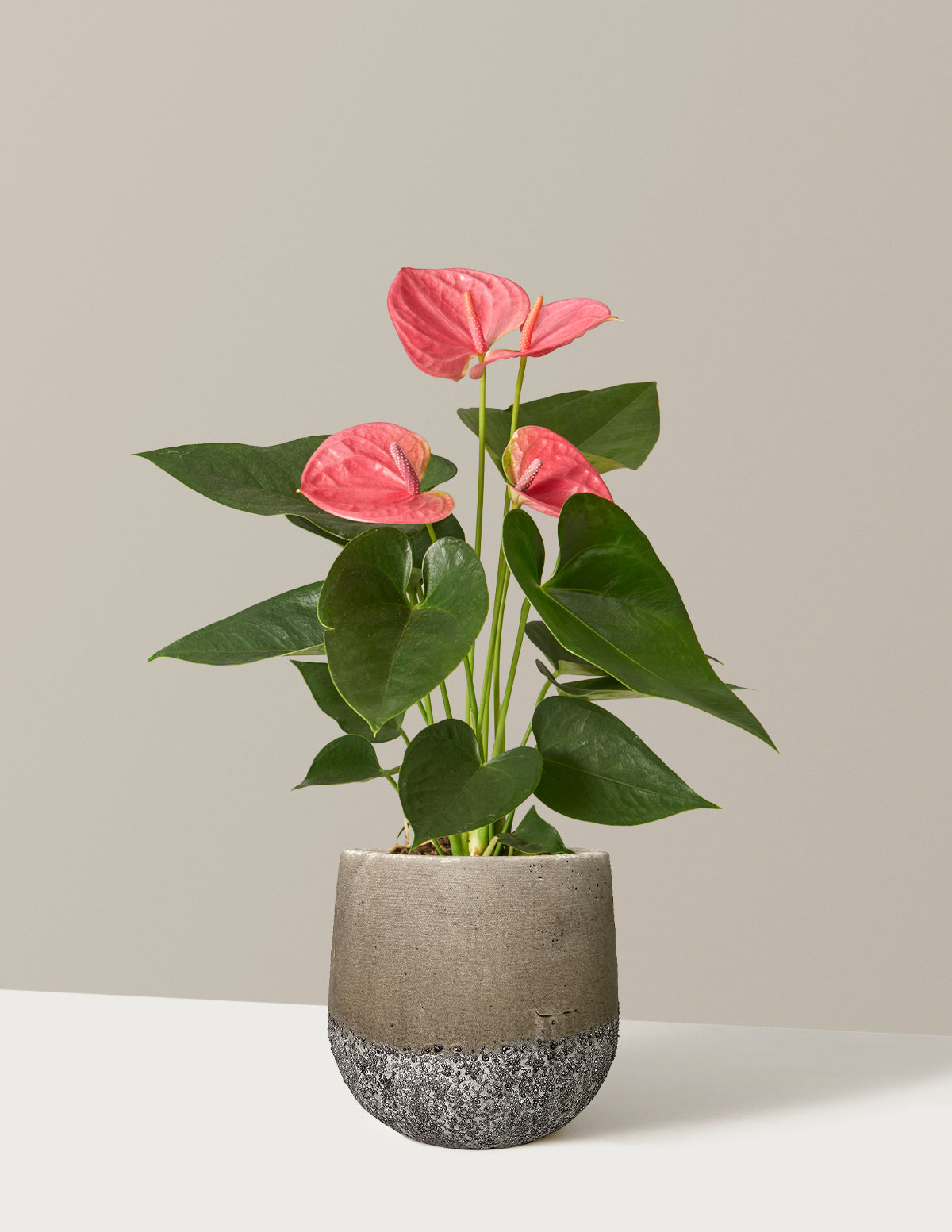 Pembe Anthurium