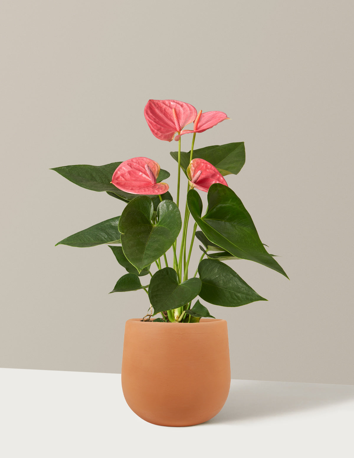 Pembe Anthurium