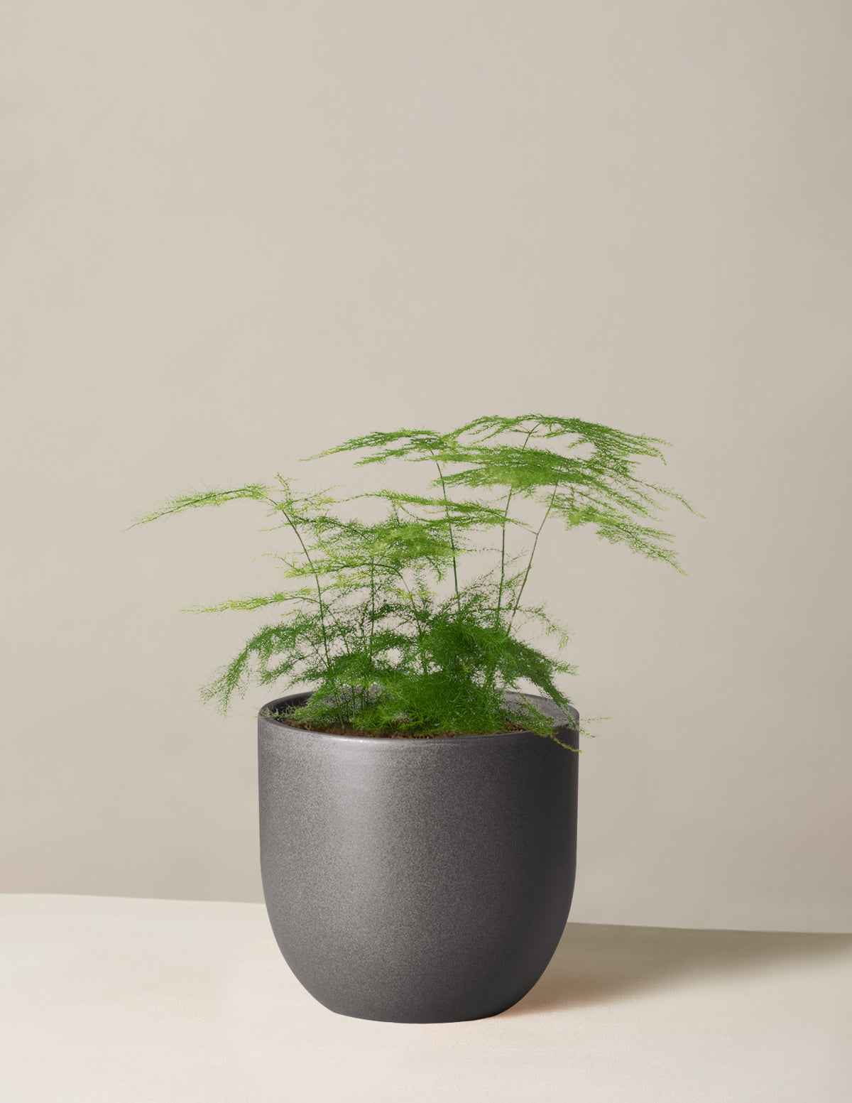 Kuşkonmaz Eğreltisi (Asparagus Fern)