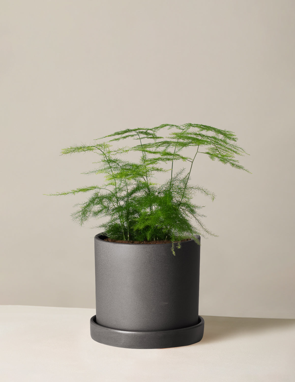 Kuşkonmaz Eğreltisi (Asparagus Fern)