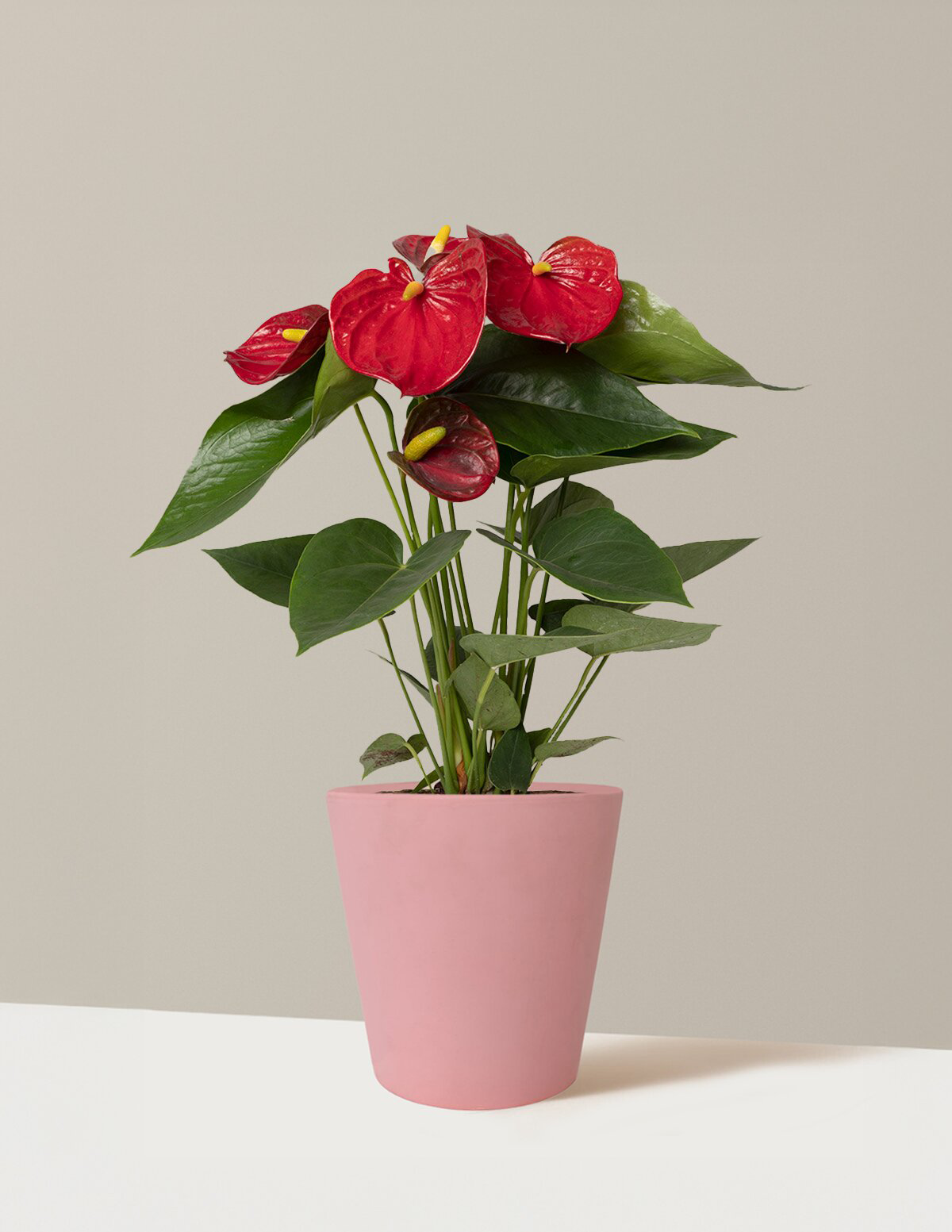 Kırmızı Anthurium