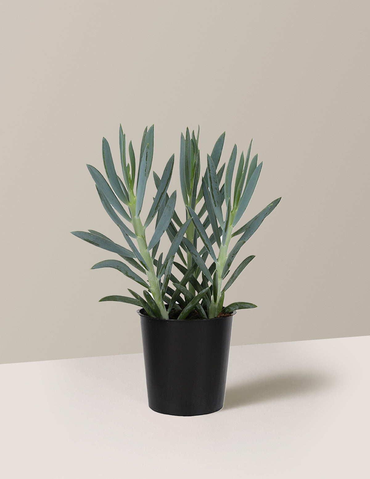 Senecio Mount Everest