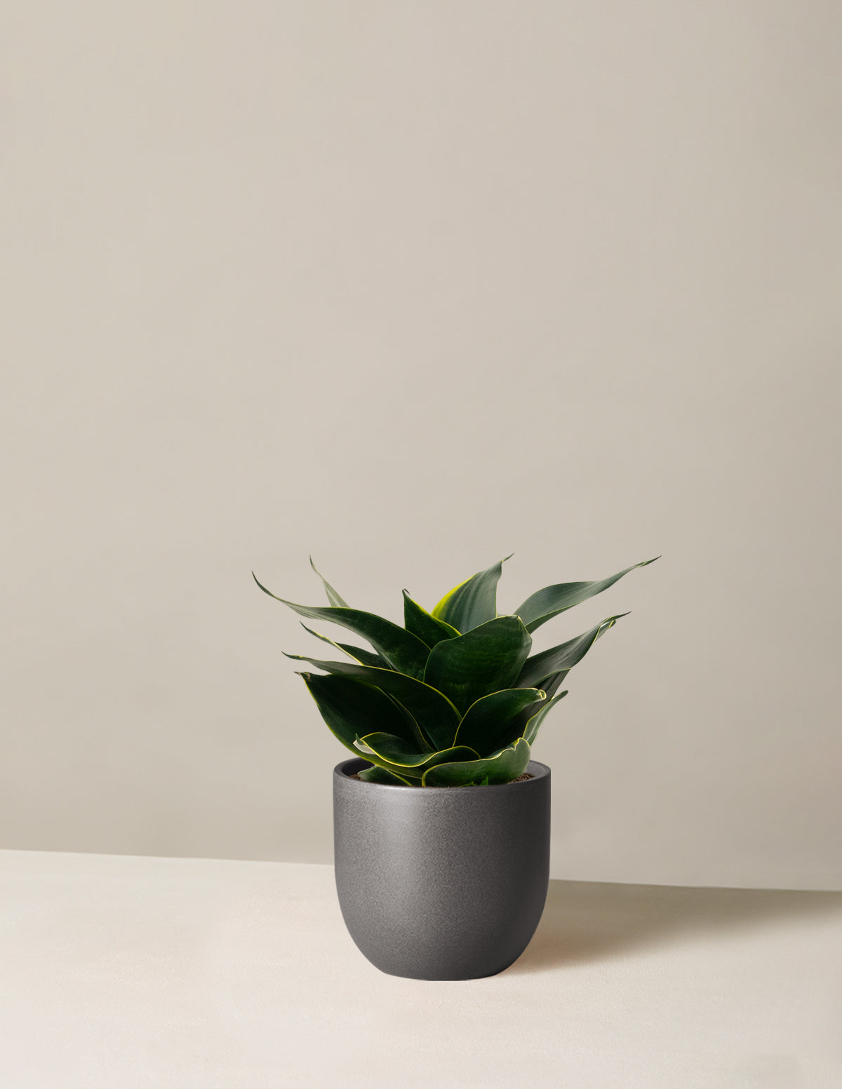 Paşa Kılıcı Hahnii (Snake Plant Hahnii)