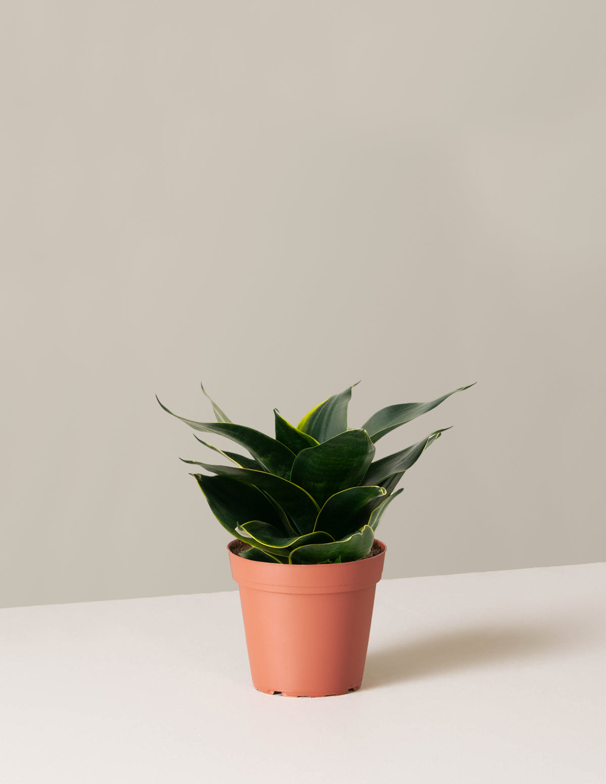 Paşa Kılıcı Hahnii (Snake Plant Hahnii)