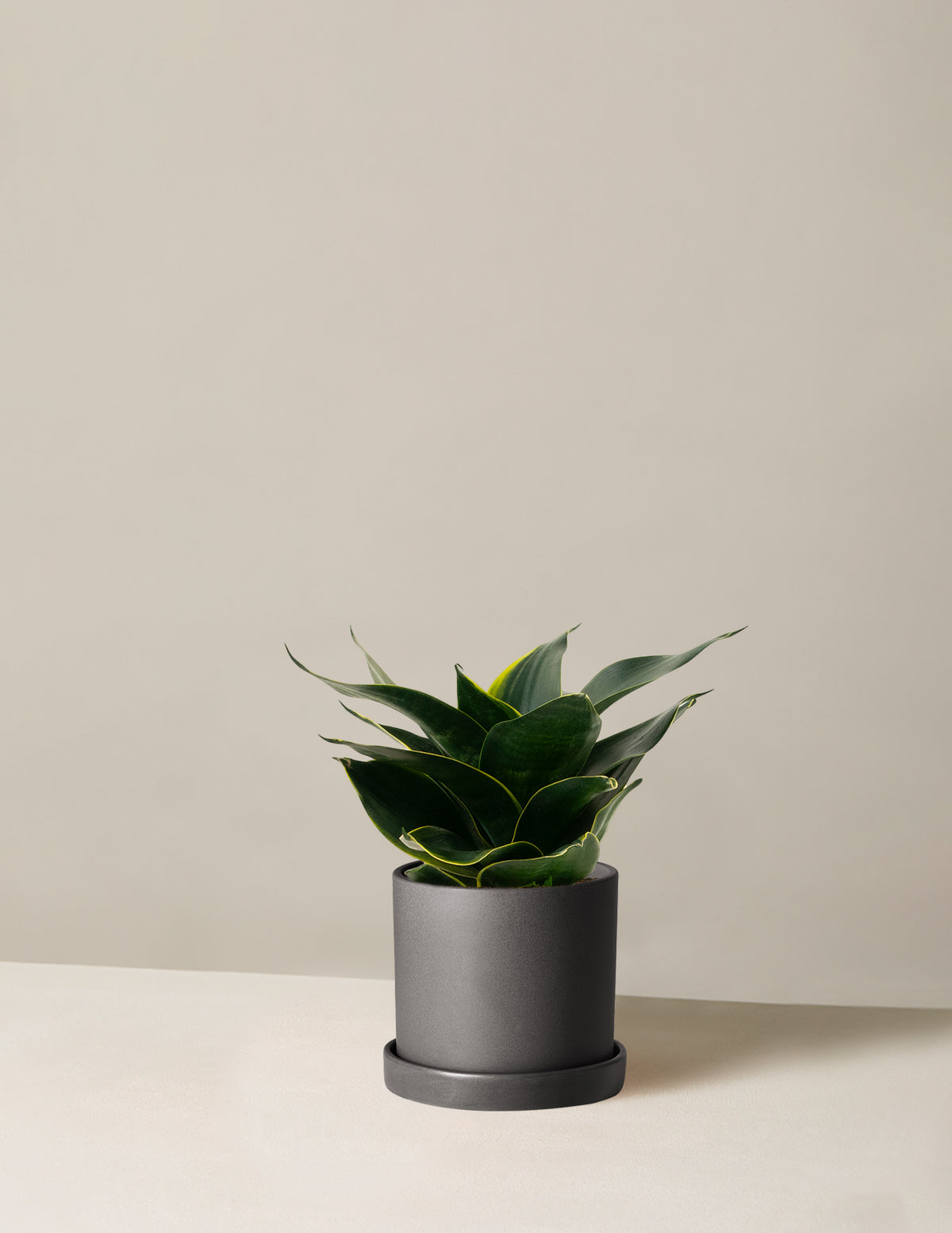 Paşa Kılıcı Hahnii (Snake Plant Hahnii)
