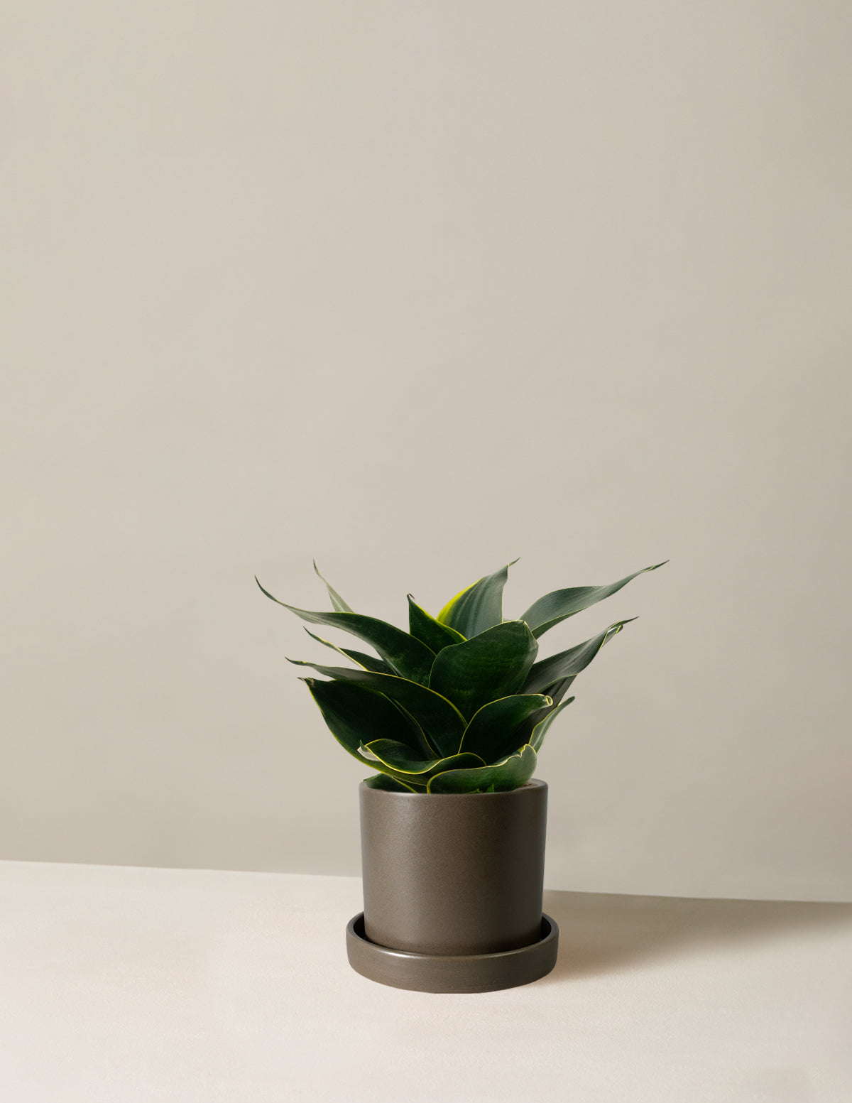 Paşa Kılıcı Hahnii (Snake Plant Hahnii)