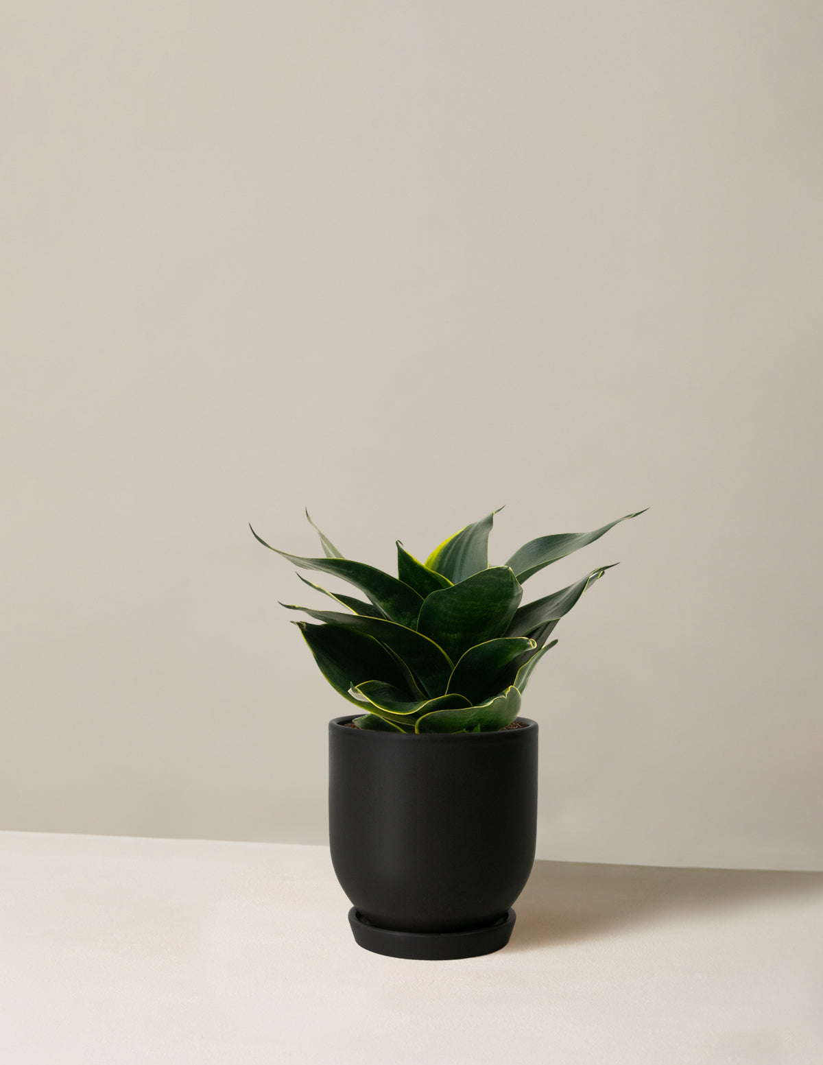 Paşa Kılıcı Hahnii (Snake Plant Hahnii)