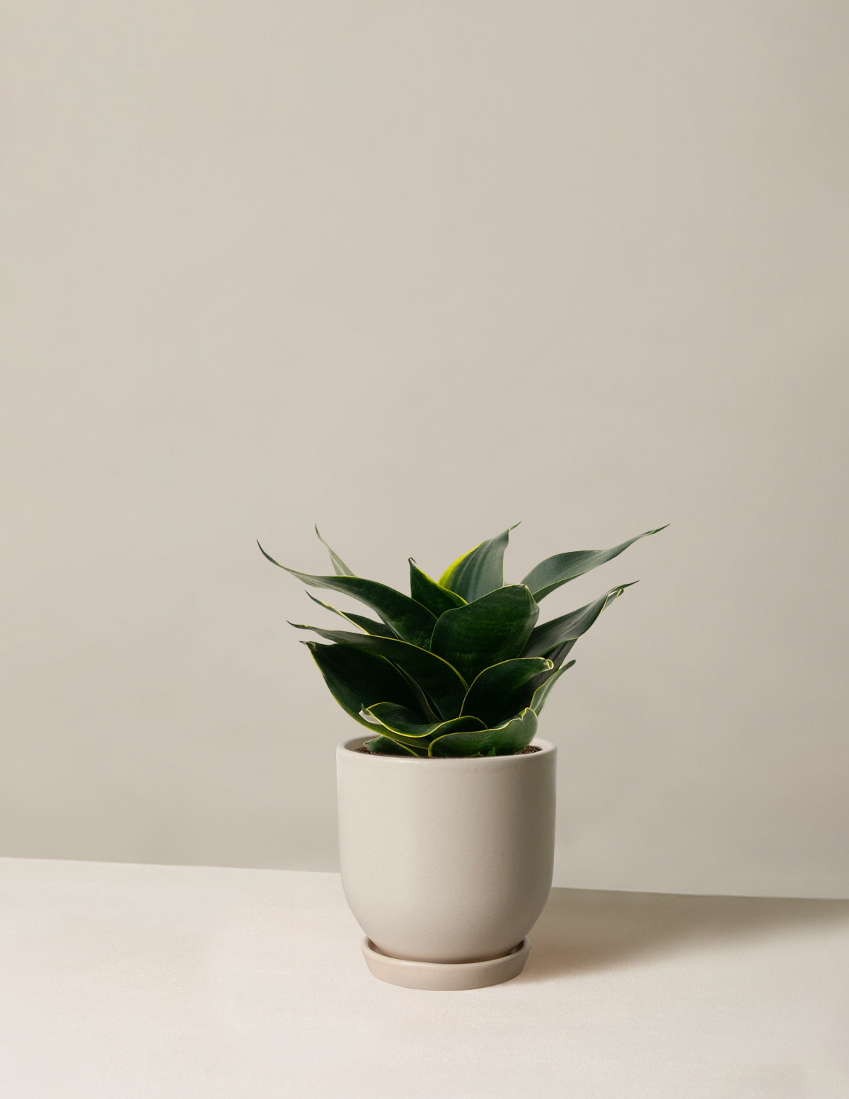 Paşa Kılıcı Hahnii (Snake Plant Hahnii)