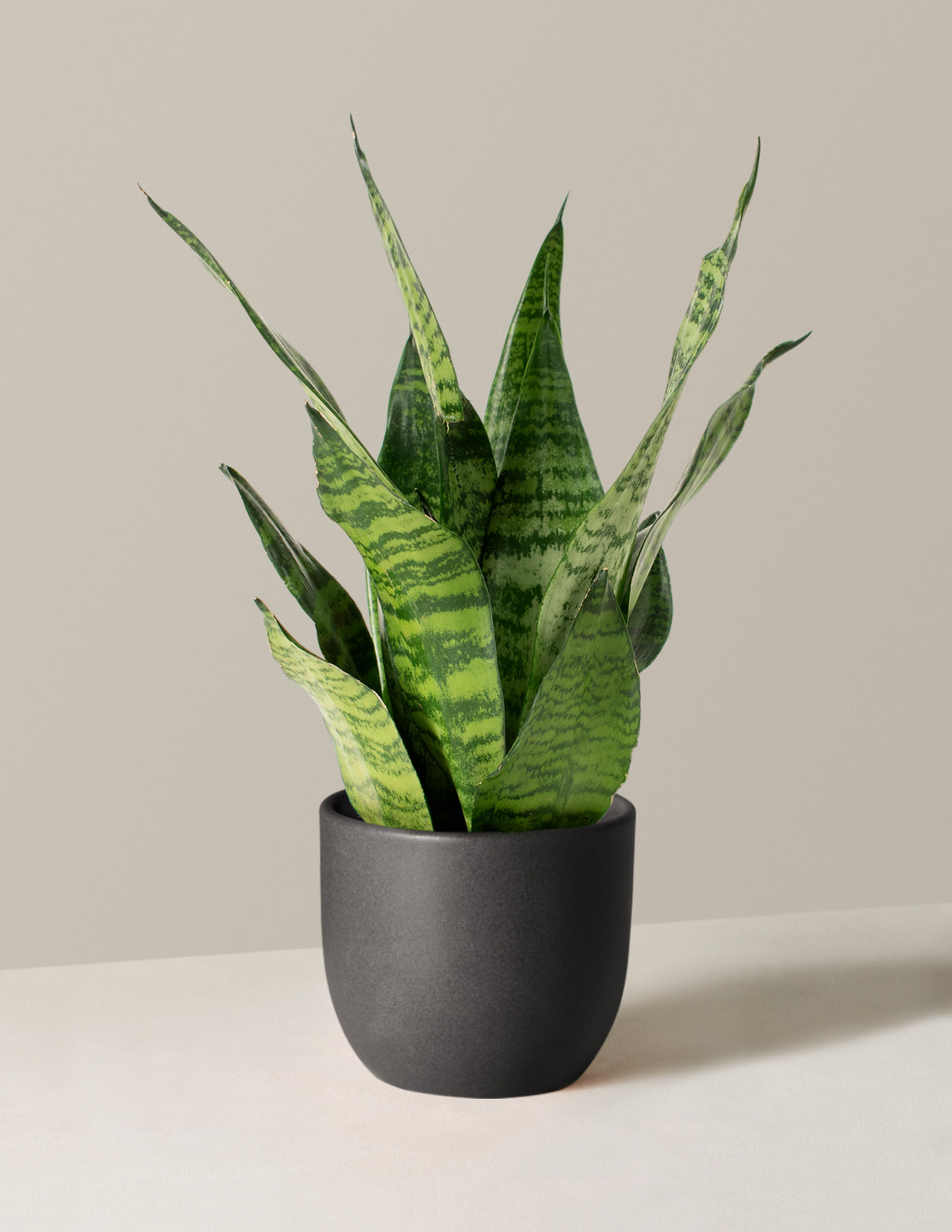 Paşa Kılıcı (Snake Plant) Zeylanica