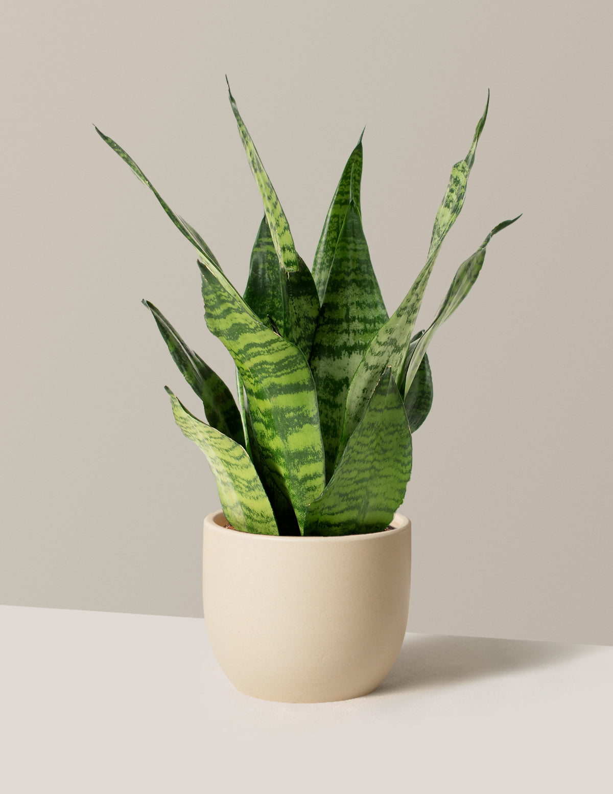 Paşa Kılıcı (Snake Plant) Zeylanica
