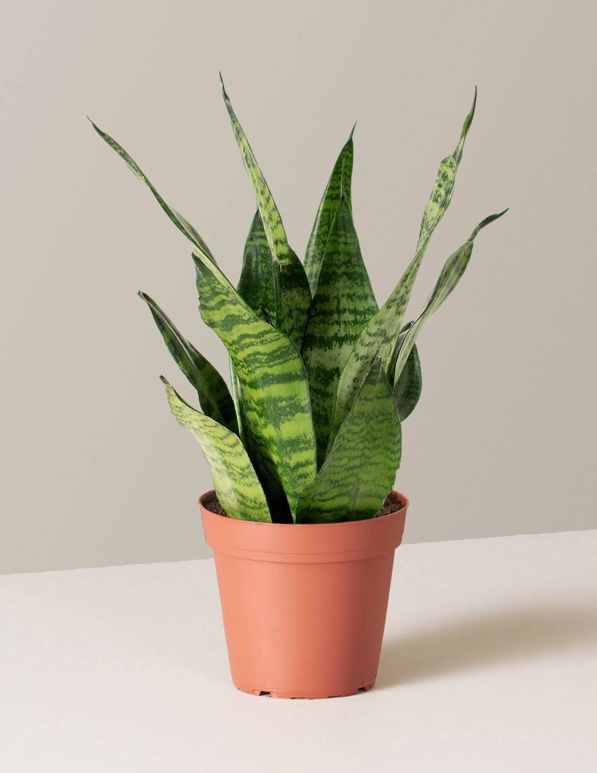 Paşa Kılıcı (Snake Plant) Zeylanica