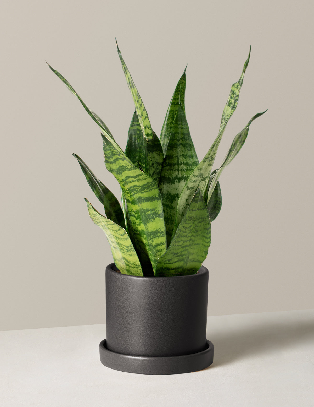 Paşa Kılıcı (Snake Plant) Zeylanica