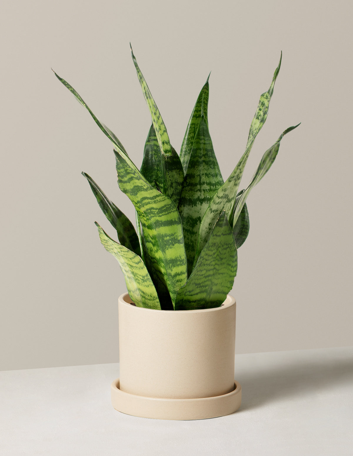 Paşa Kılıcı (Snake Plant) Zeylanica