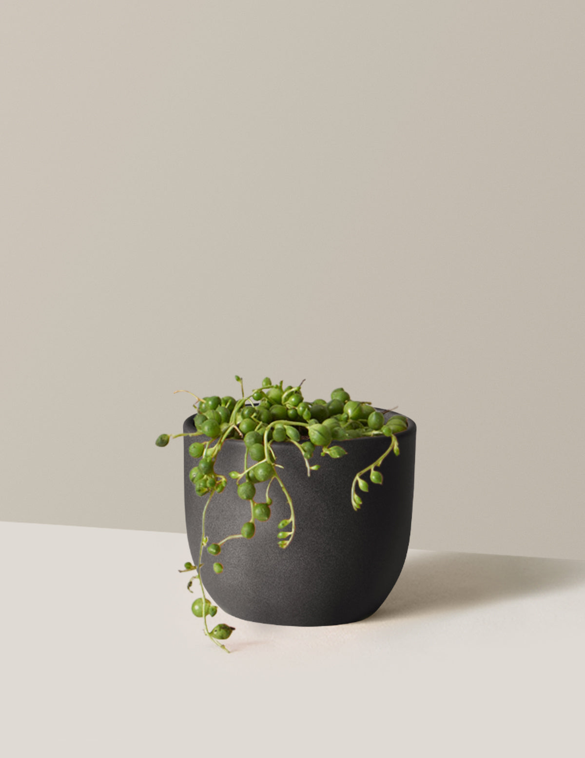 İnci Kolyesi (String of Pearls)