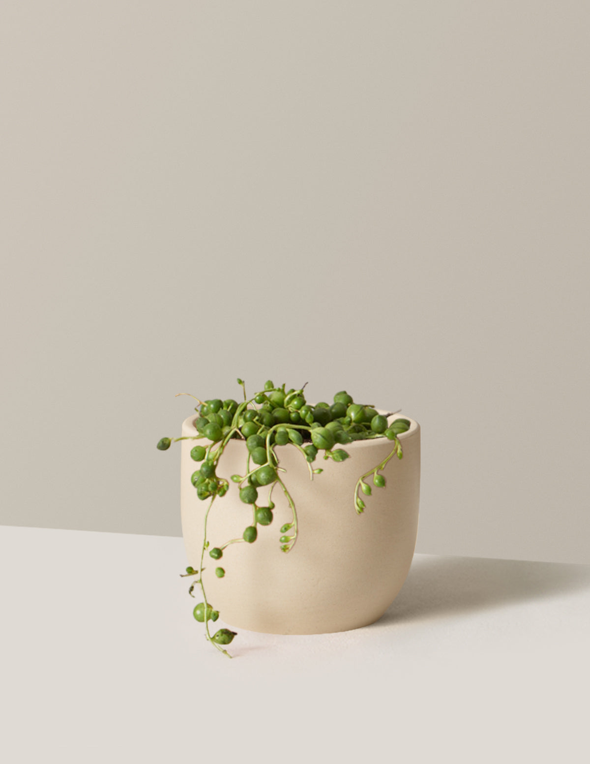 İnci Kolyesi (String of Pearls)