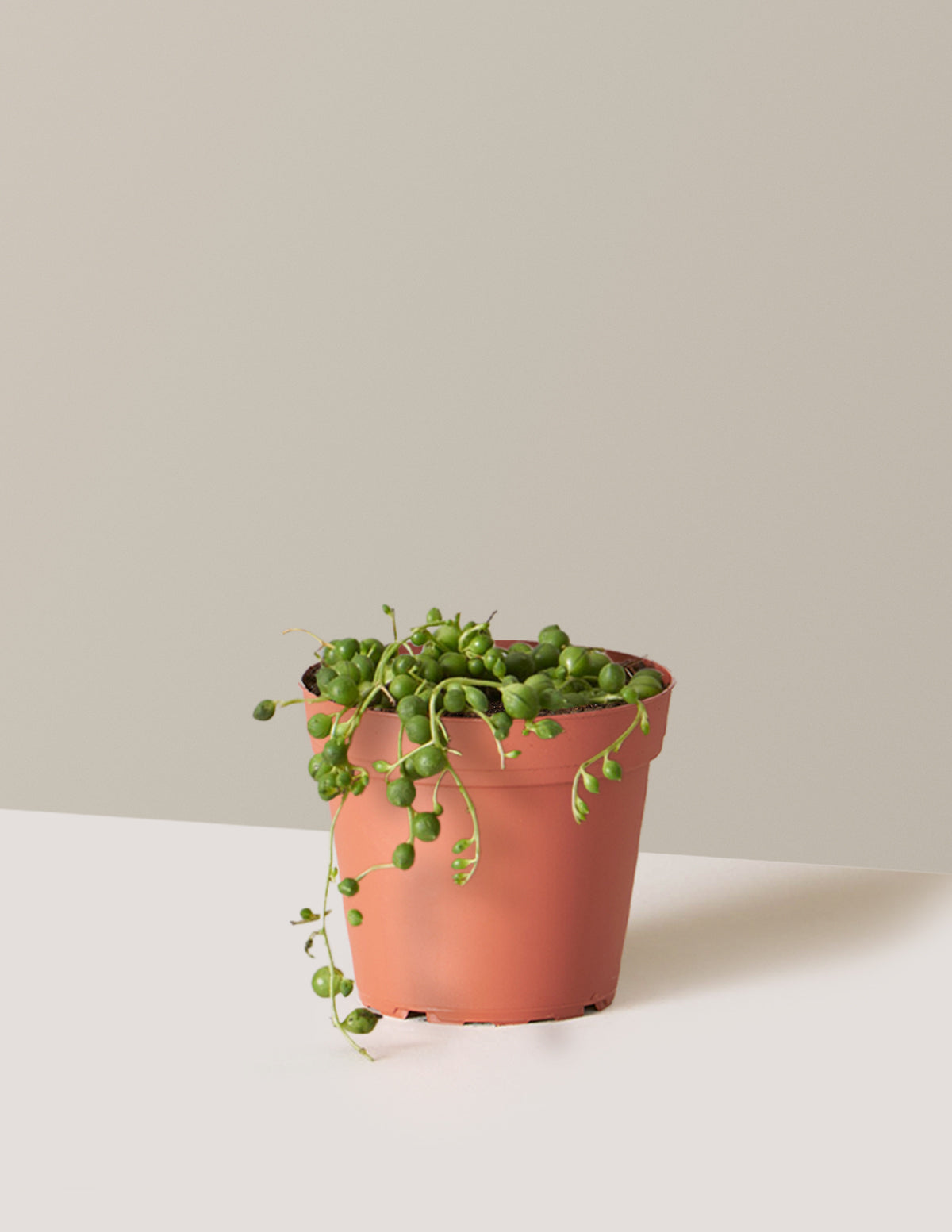 İnci Kolyesi (String of Pearls)
