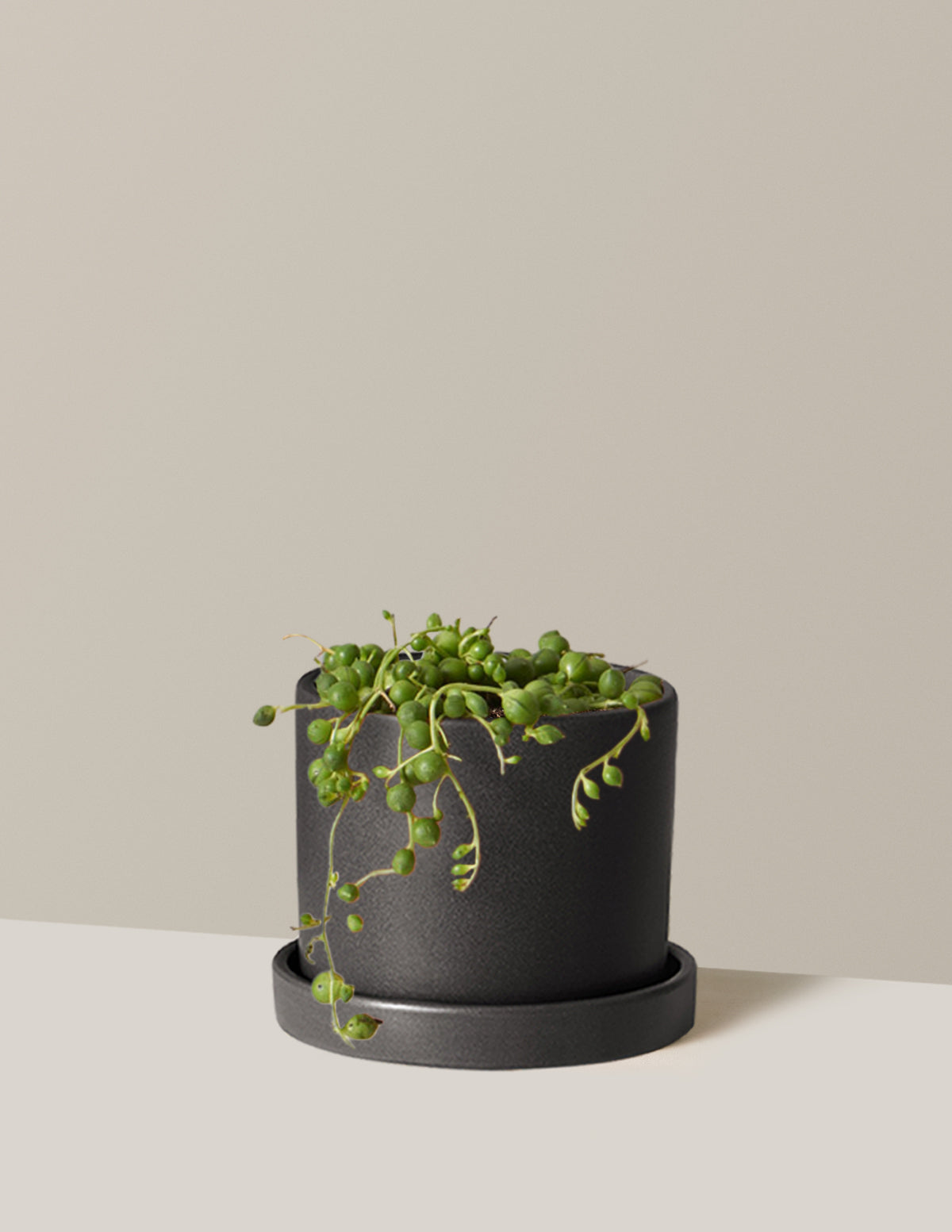 İnci Kolyesi (String of Pearls)