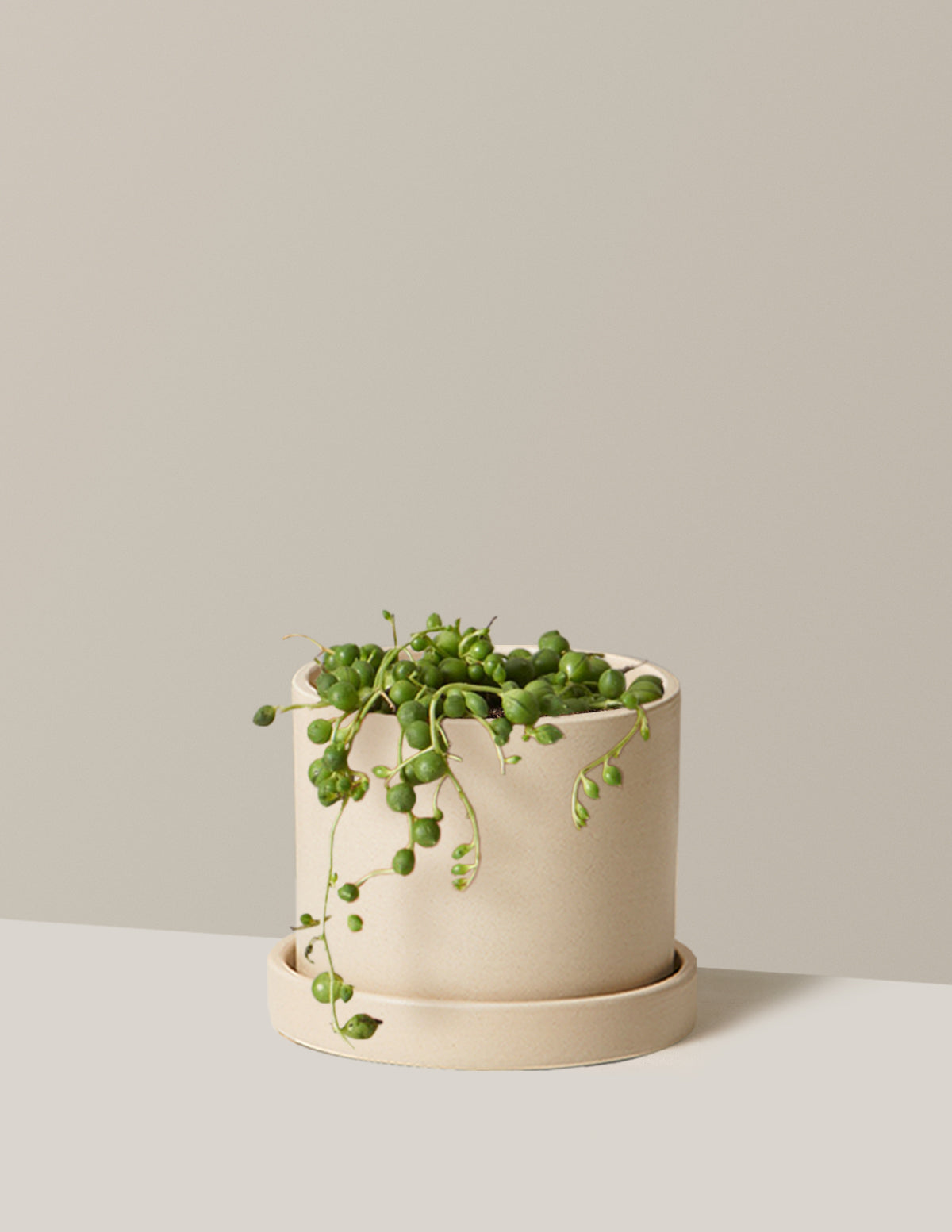 İnci Kolyesi (String of Pearls)
