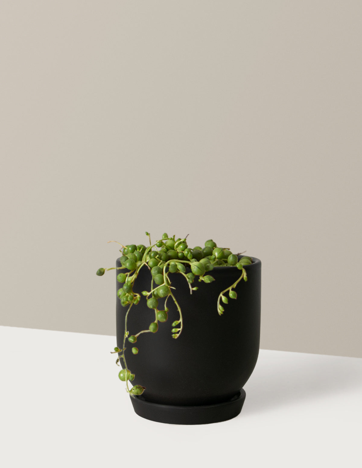 İnci Kolyesi (String of Pearls)