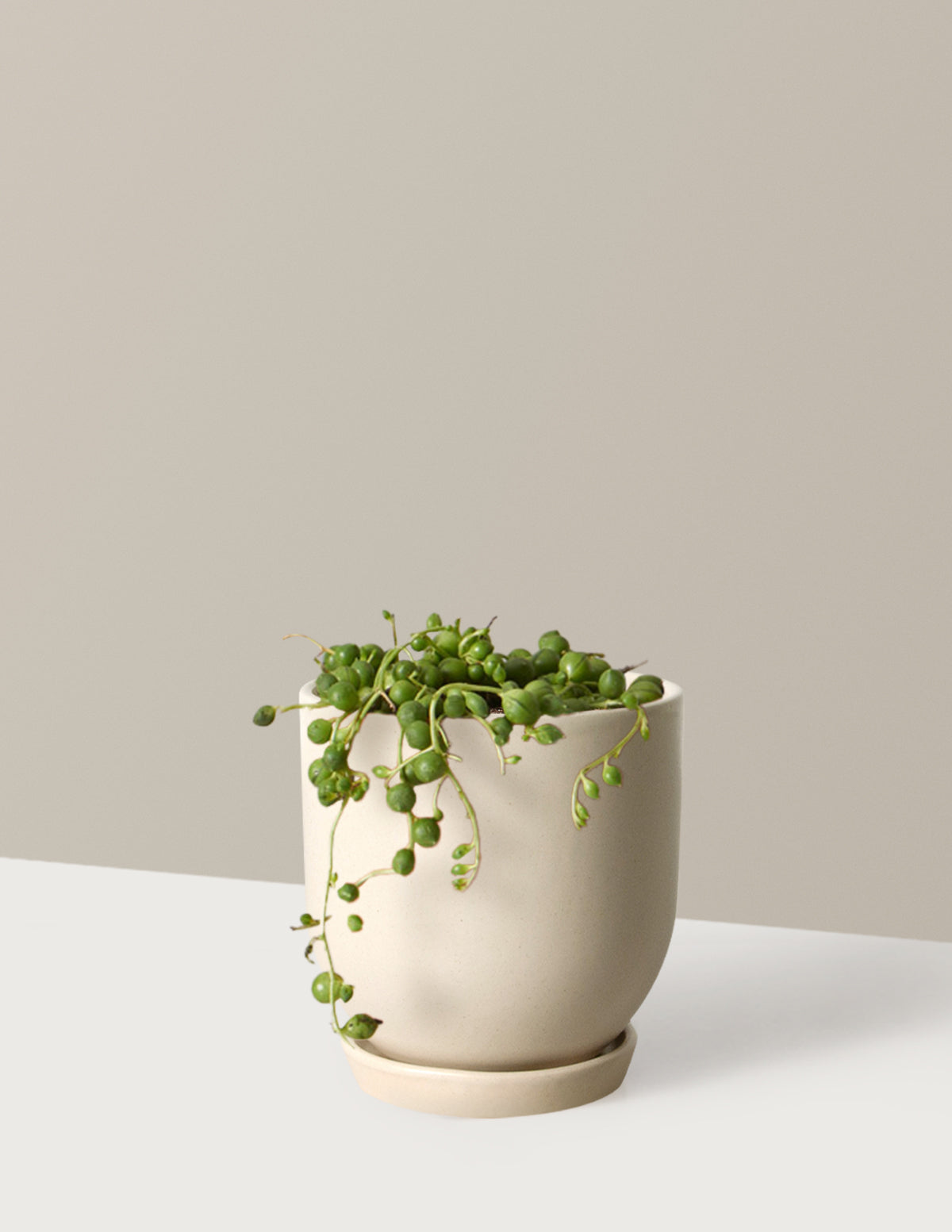 İnci Kolyesi (String of Pearls)