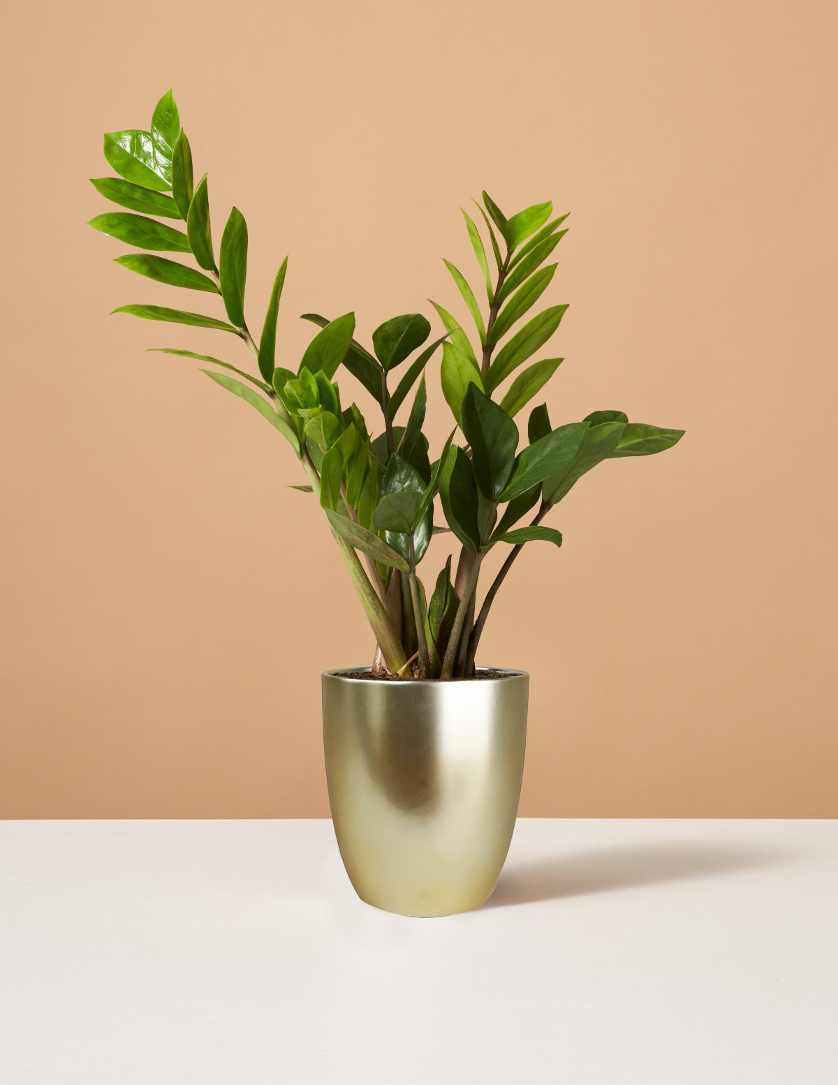 ZZ Bitkisi (Zamioculcas zamiifolia)