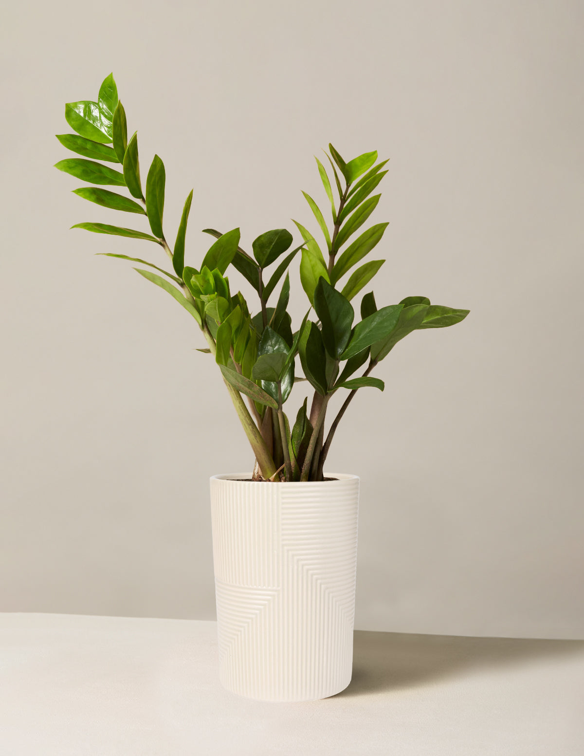 ZZ Bitkisi (Zamioculcas zamiifolia)