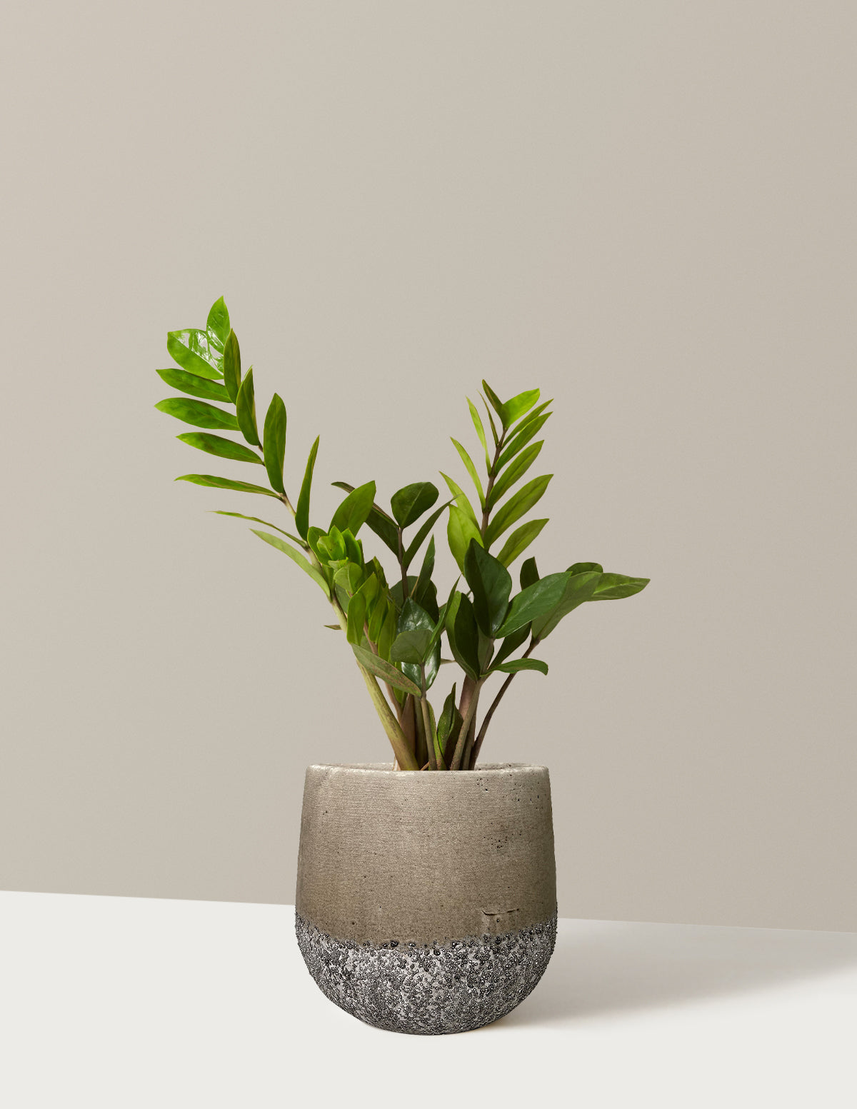 ZZ Bitkisi (Zamioculcas zamiifolia)
