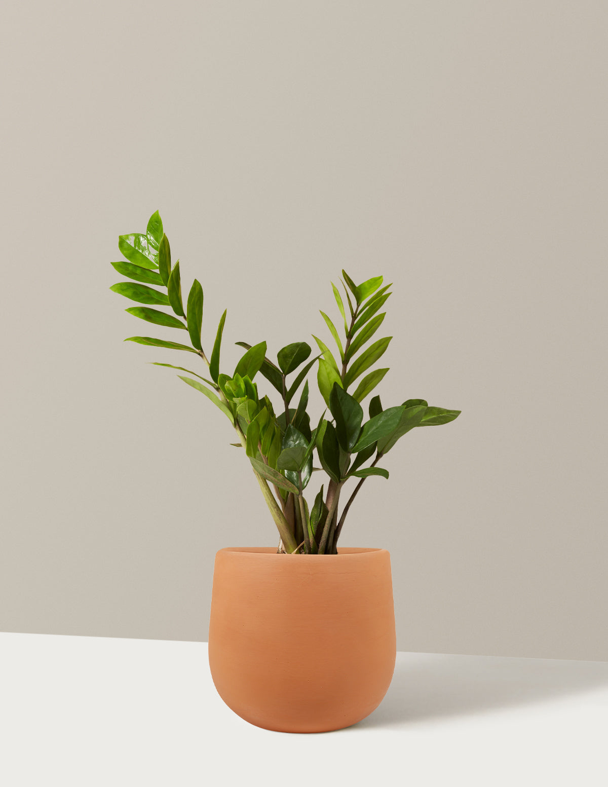 ZZ Bitkisi (Zamioculcas zamiifolia)