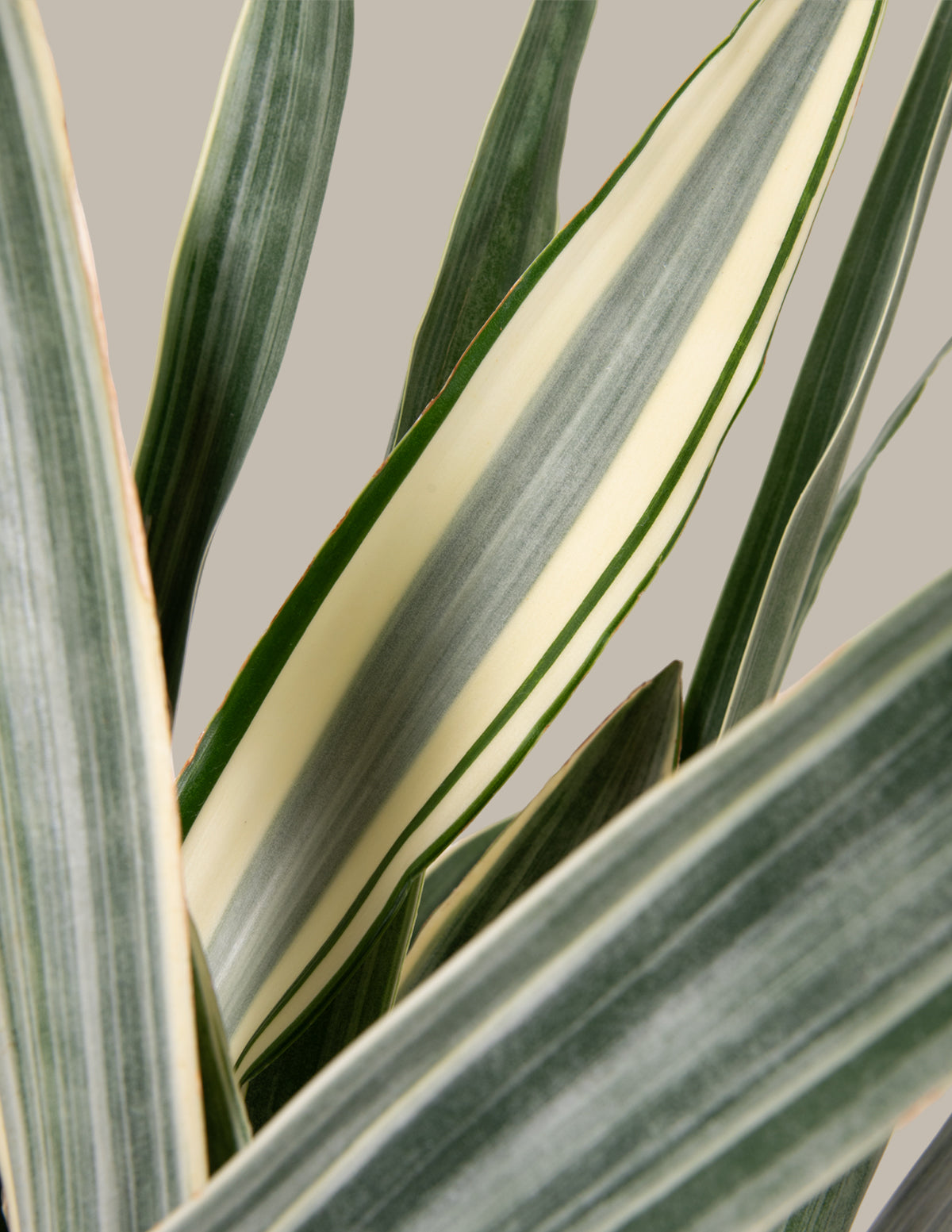 Büyük Boy Snake Plant 'Sayuri'