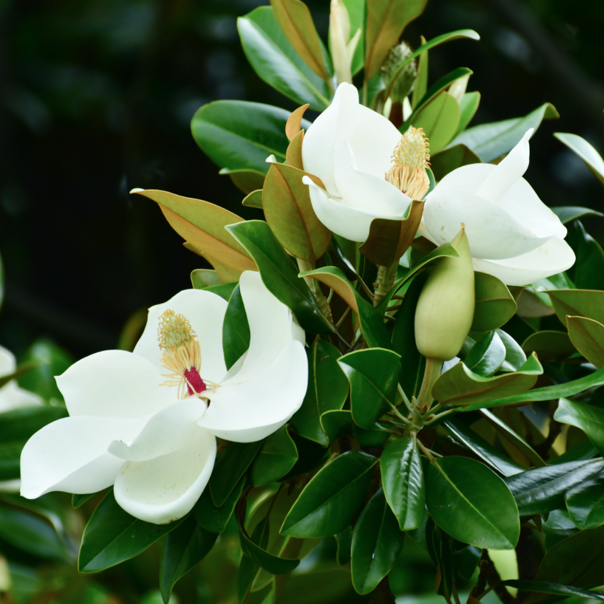 Teddy Bear® Manolya (Southern Magnolia)