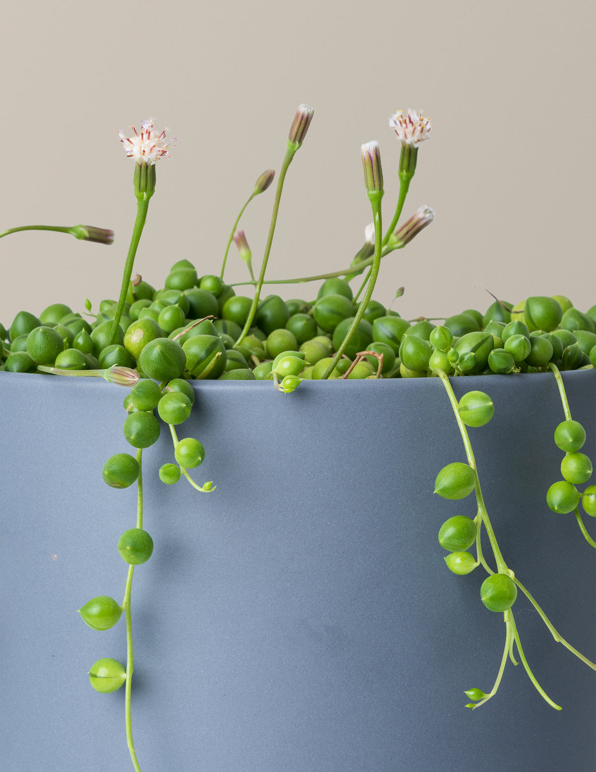 İnci Kolyesi (String of Pearls)