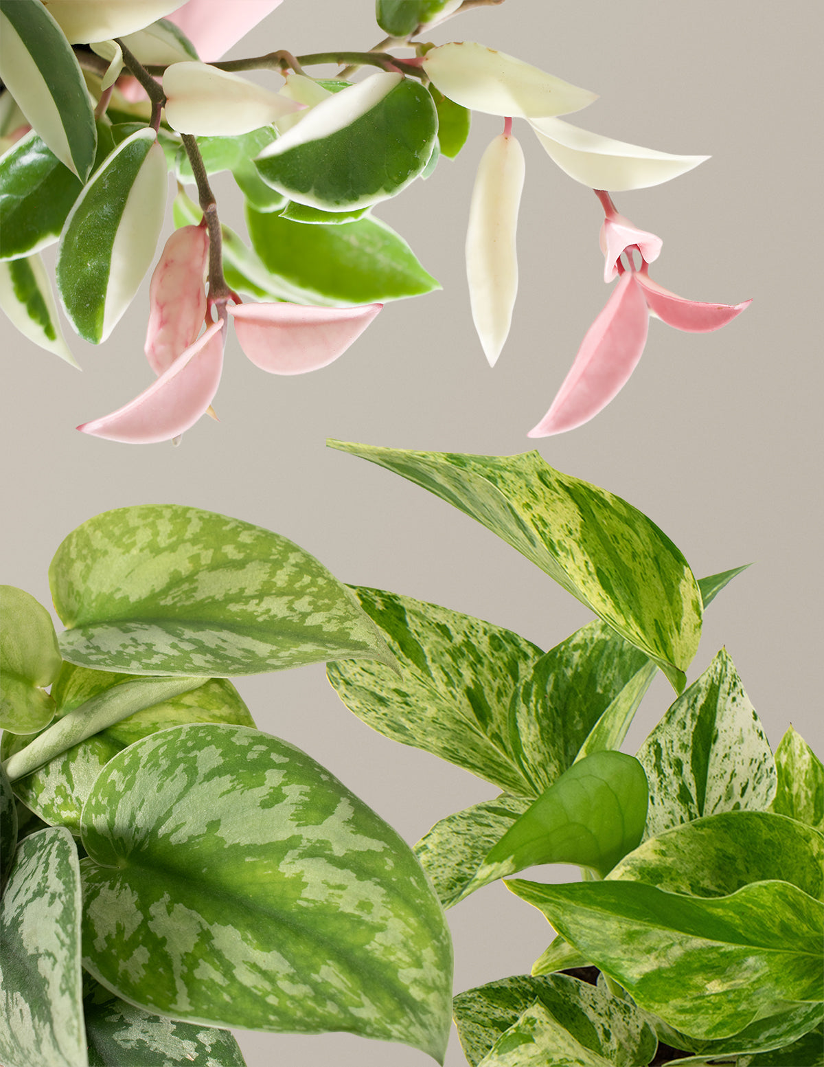 Alacalı Üçlü (Variegated Trio)