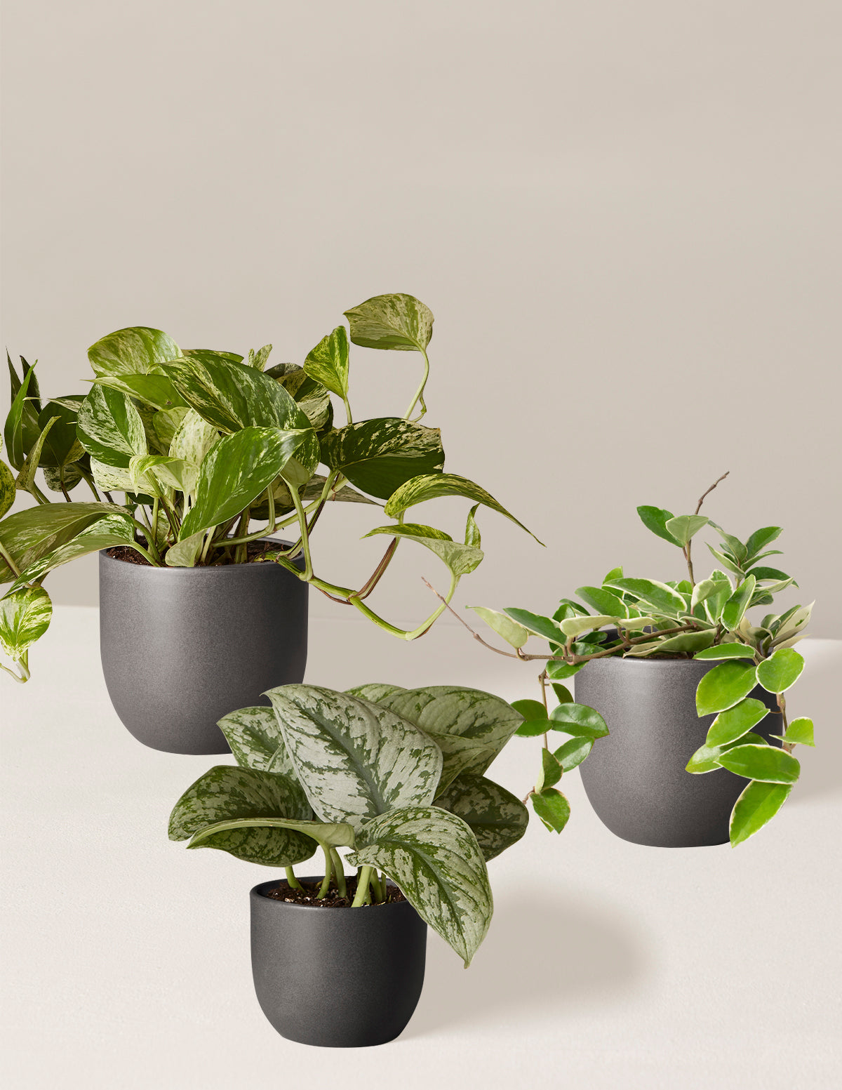 Alacalı Üçlü (Variegated Trio)
