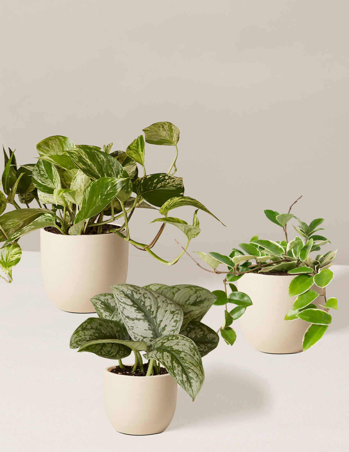 Alacalı Üçlü (Variegated Trio)
