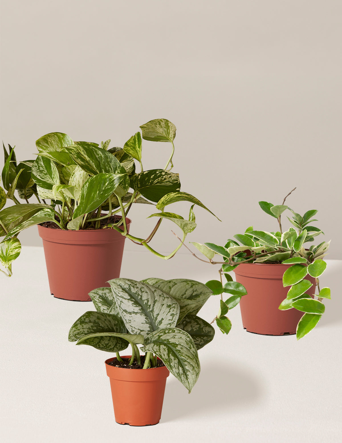 Alacalı Üçlü (Variegated Trio)