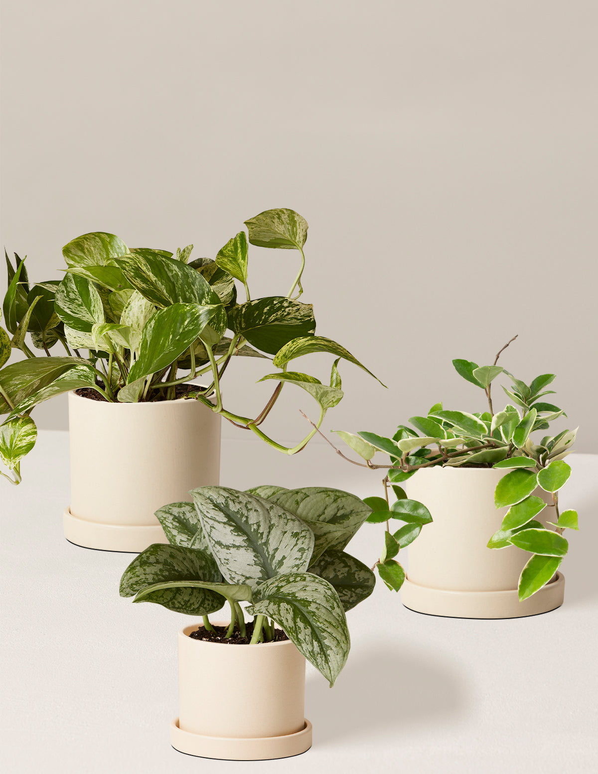 Alacalı Üçlü (Variegated Trio)