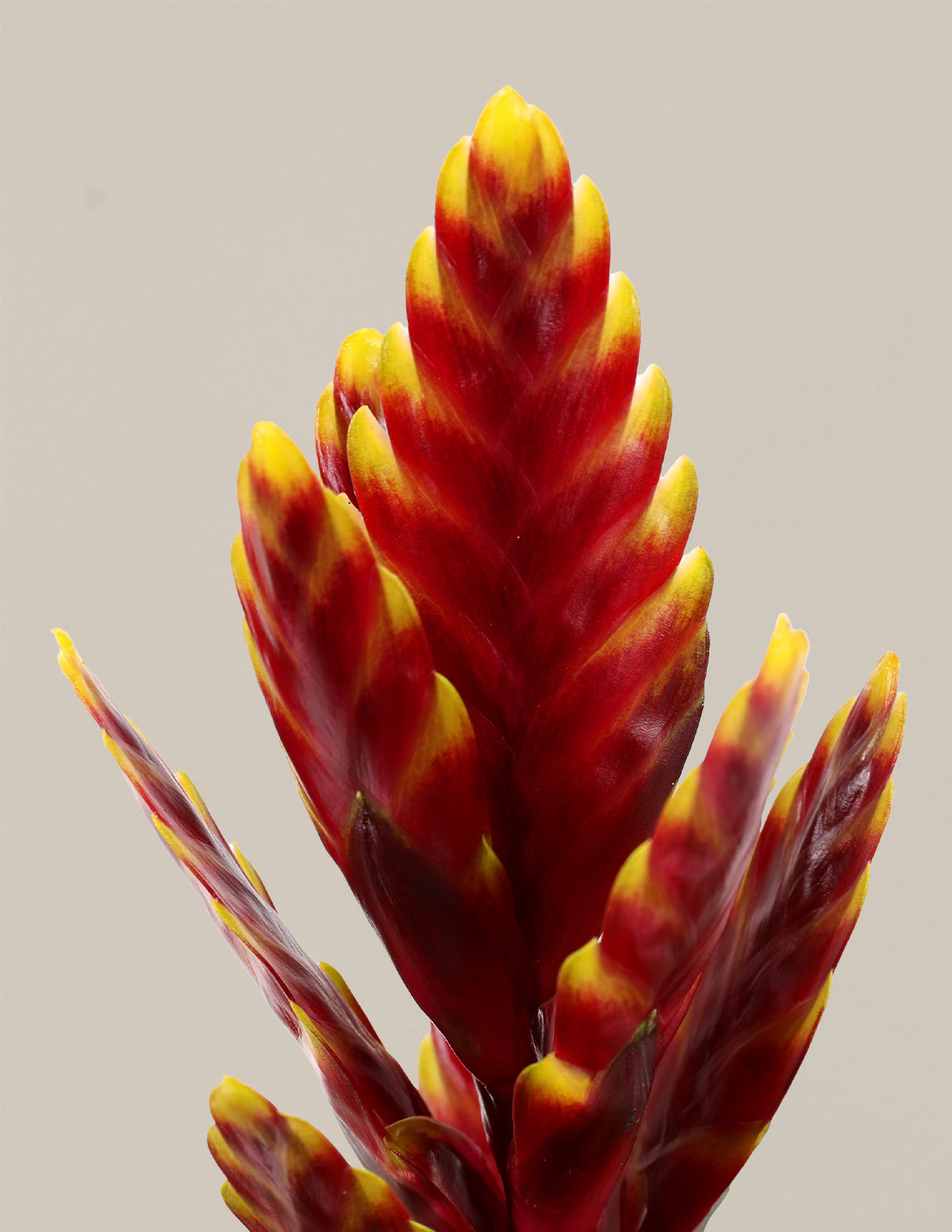 Bromeliad (Bromelya) Çeşitleri
